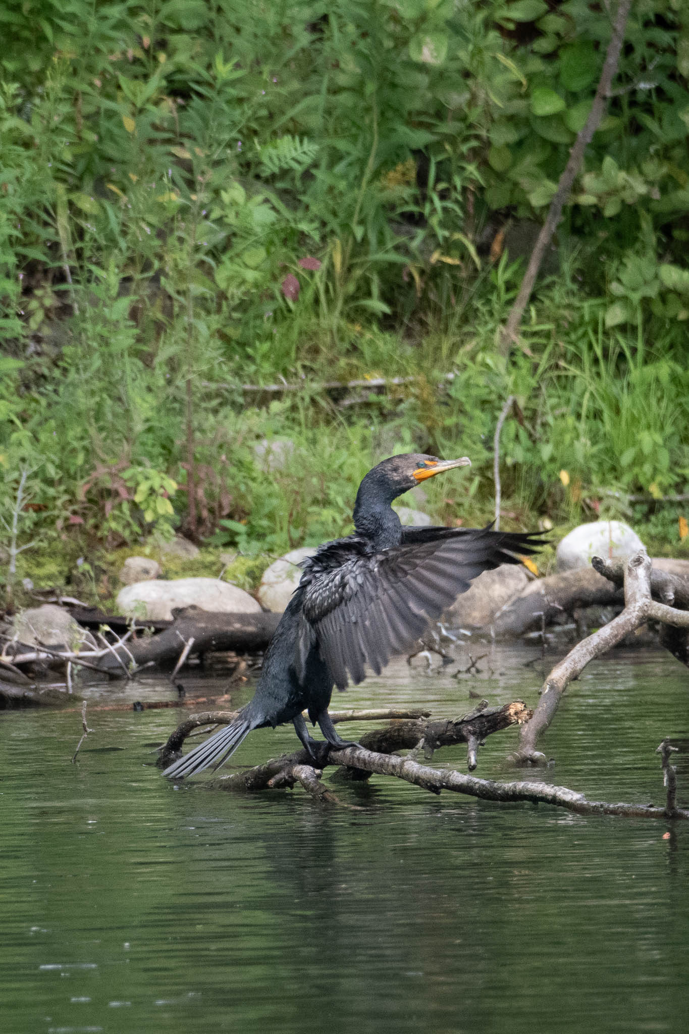 Double-breasted Cormorant