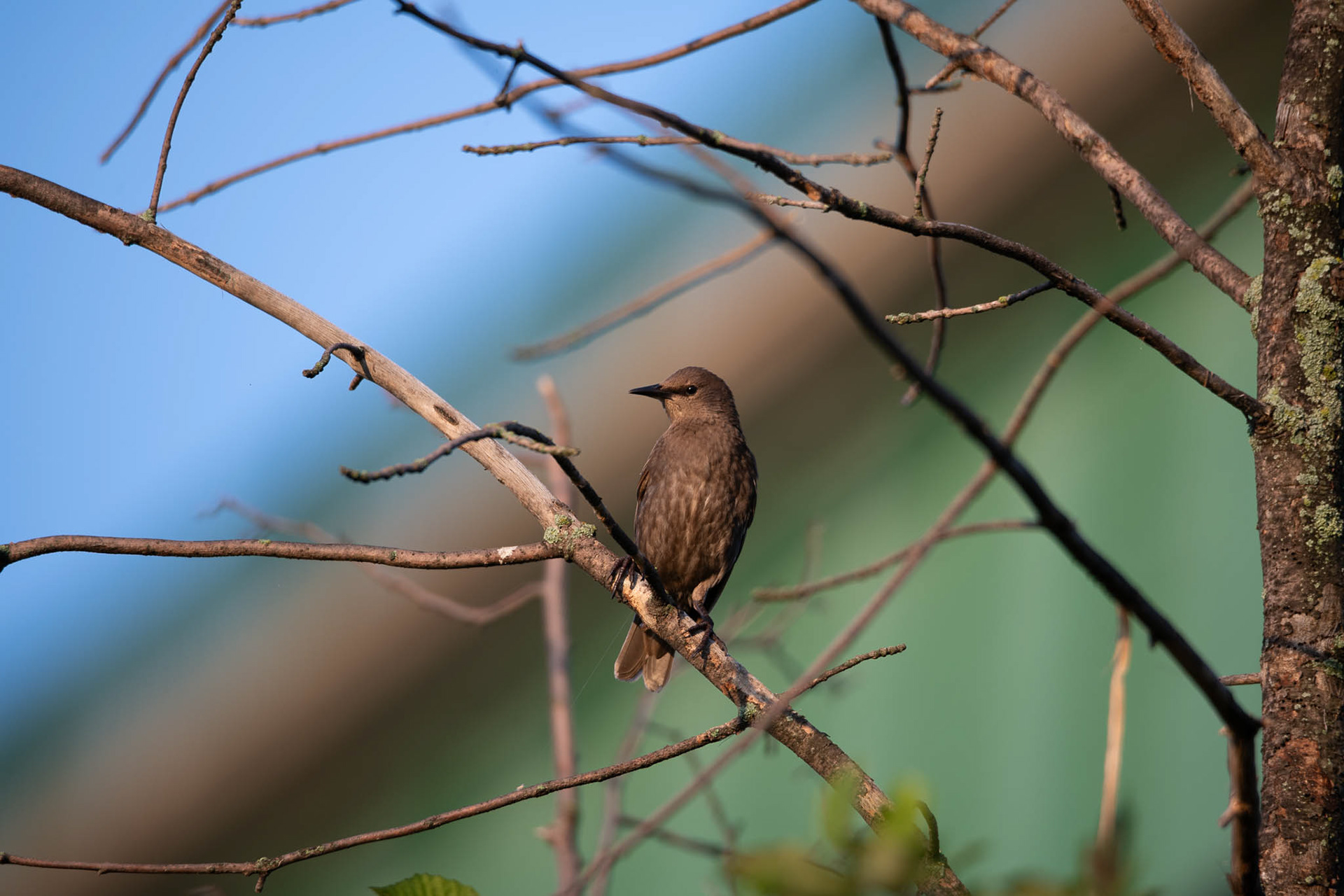European Starling
