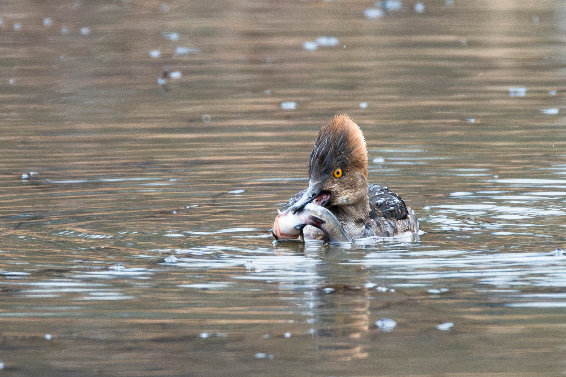 Hooded Merganser