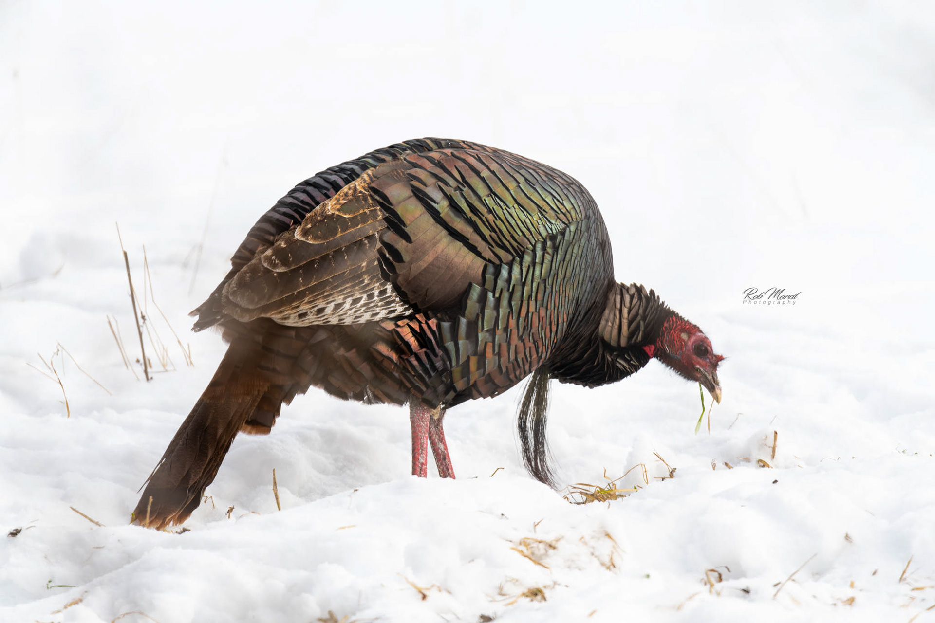 Wild Turkey