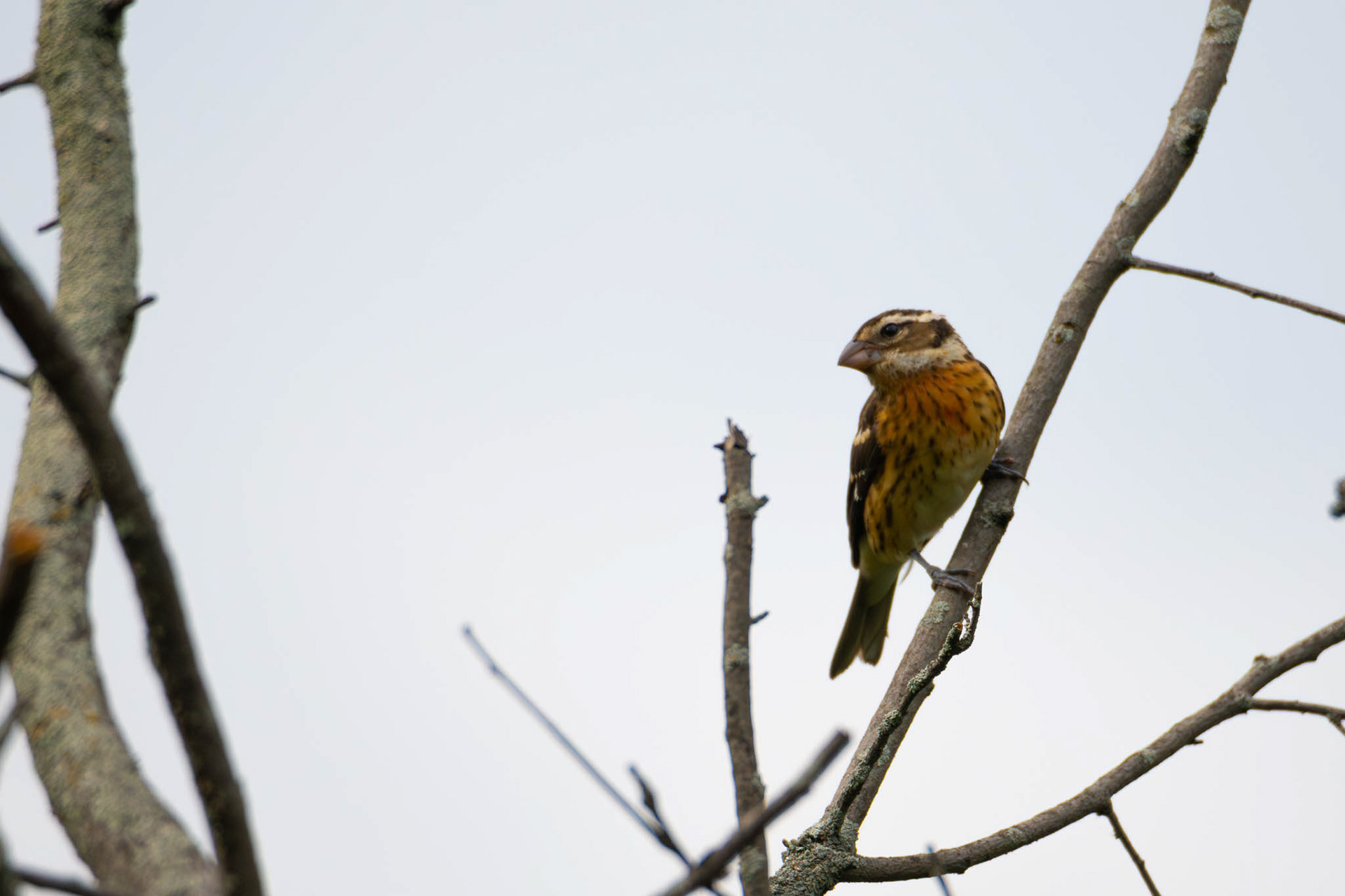 Rose-breasted Grosbeak