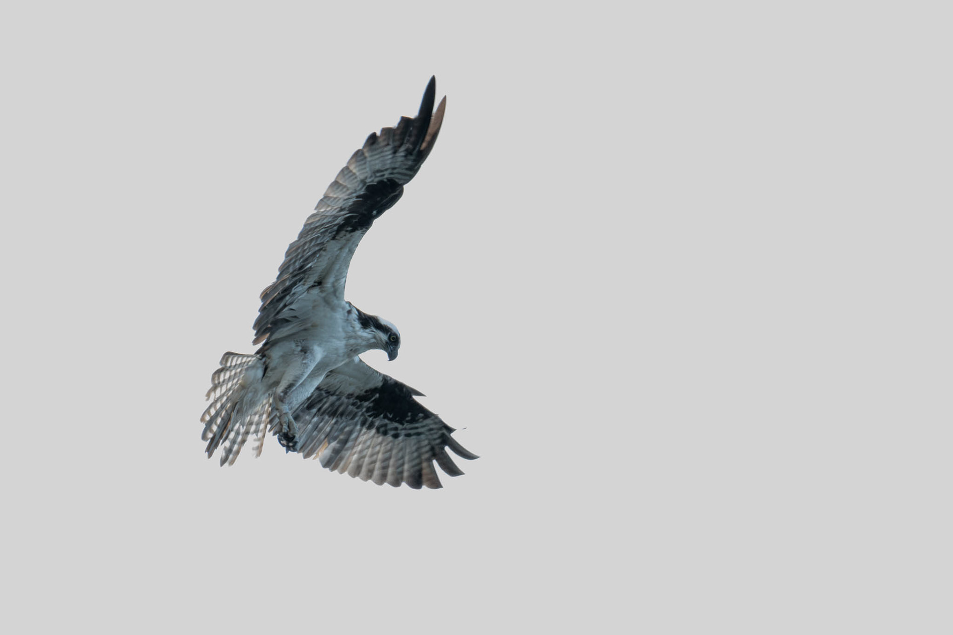 Osprey