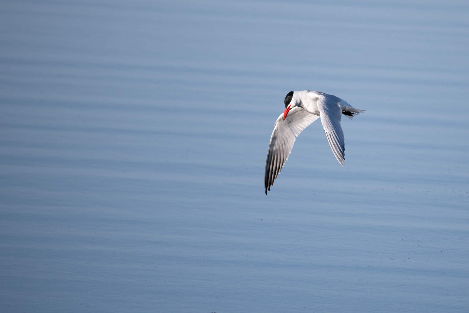 Caspian Tern