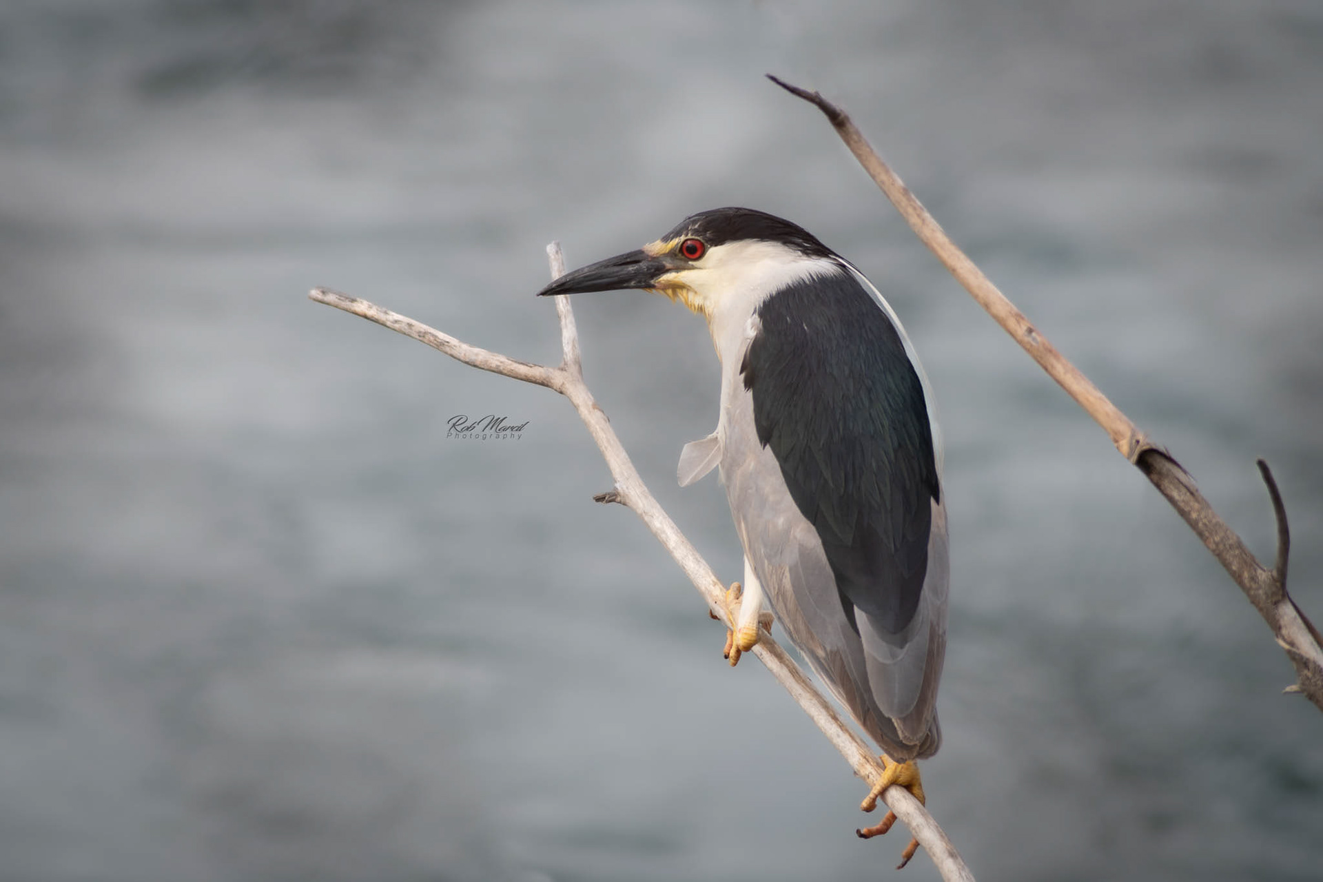 Black-crowned Night Heron