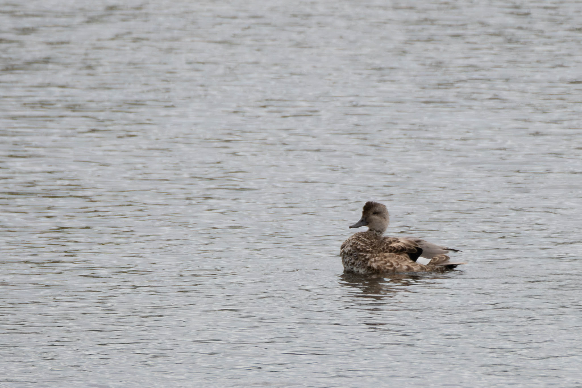 Gadwall
