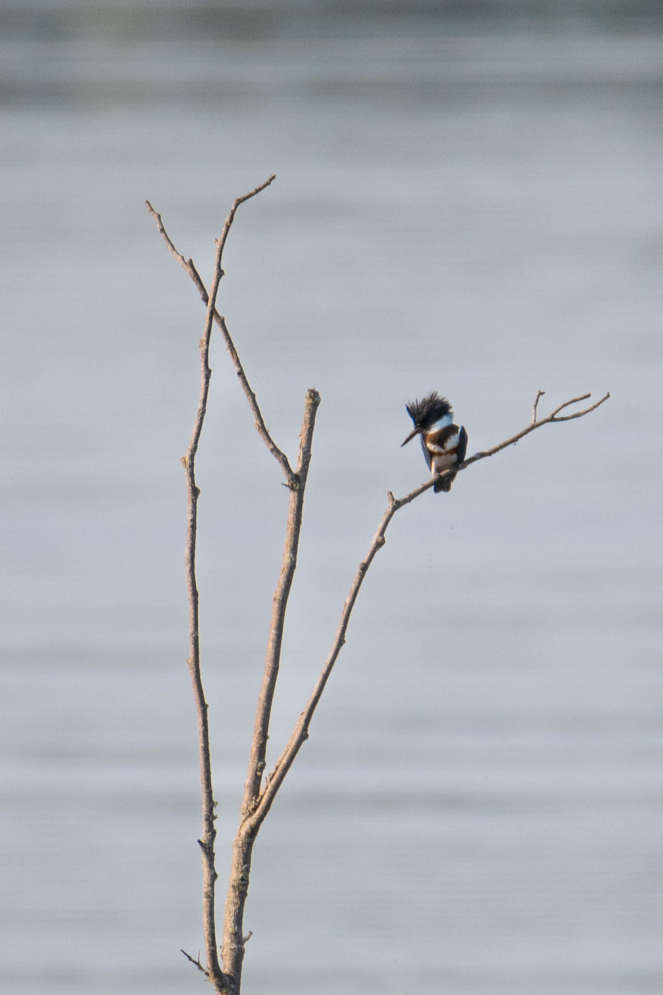 Belted Kingfisher