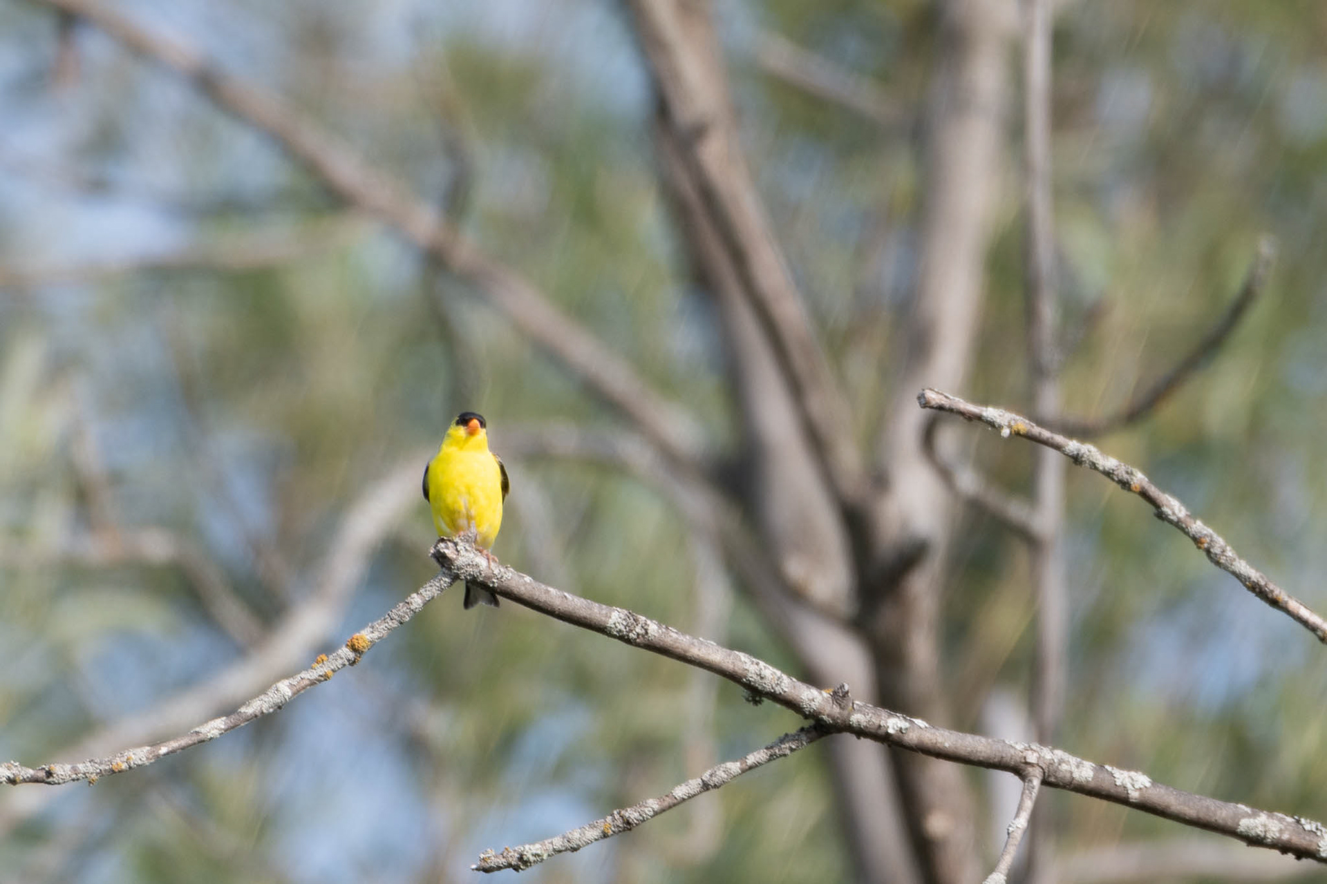 American Goldfinch