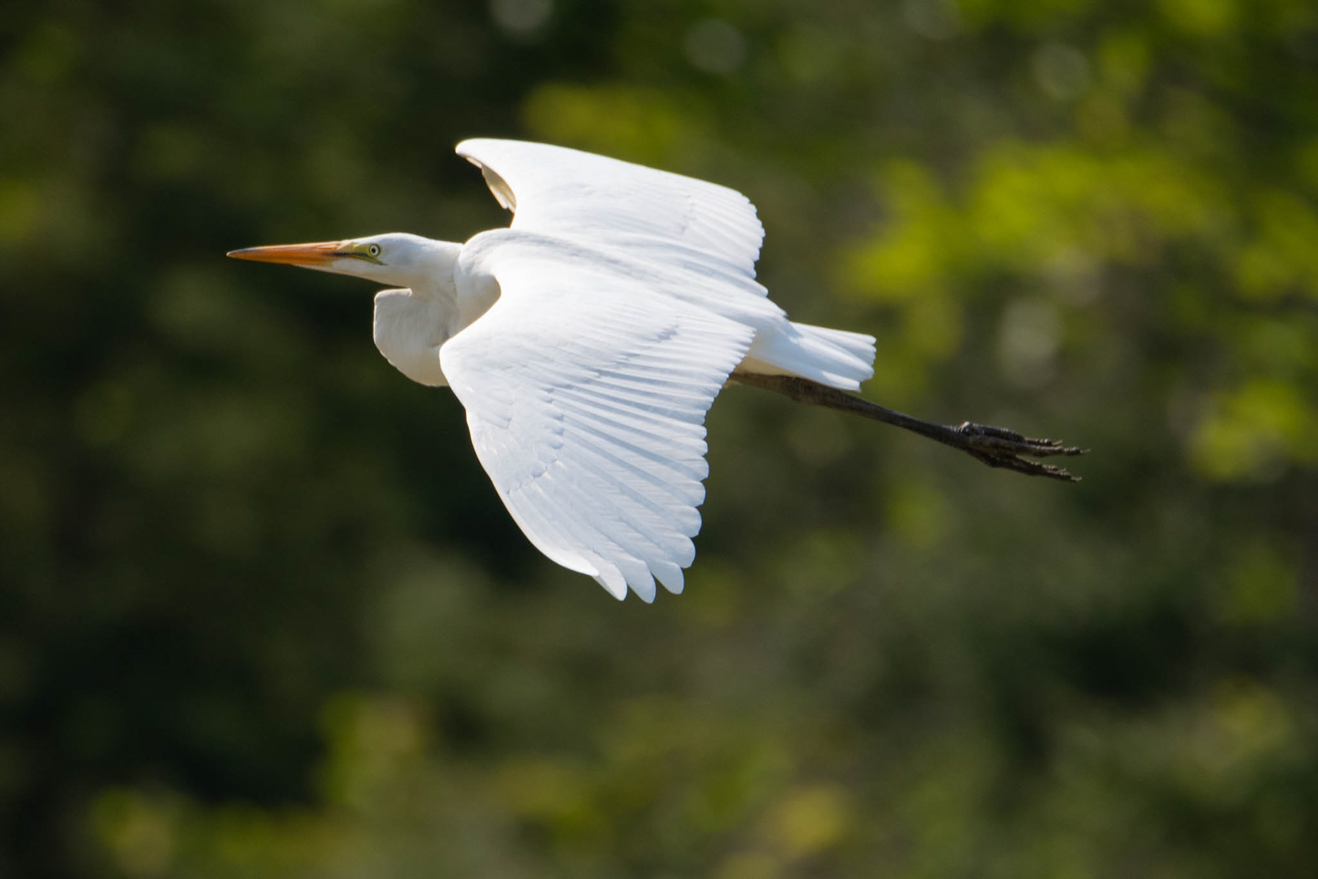 Great Egret