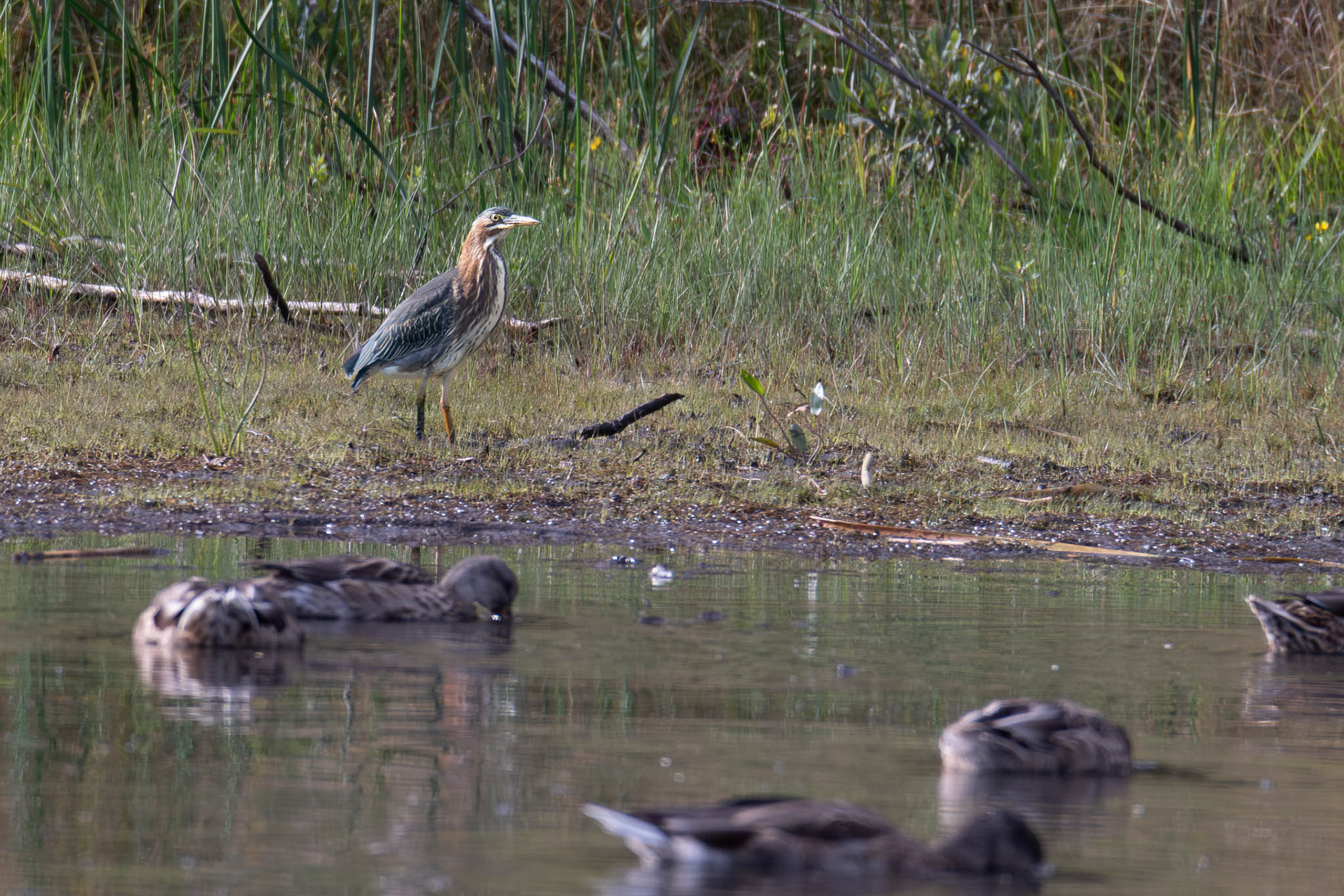 Green Heron