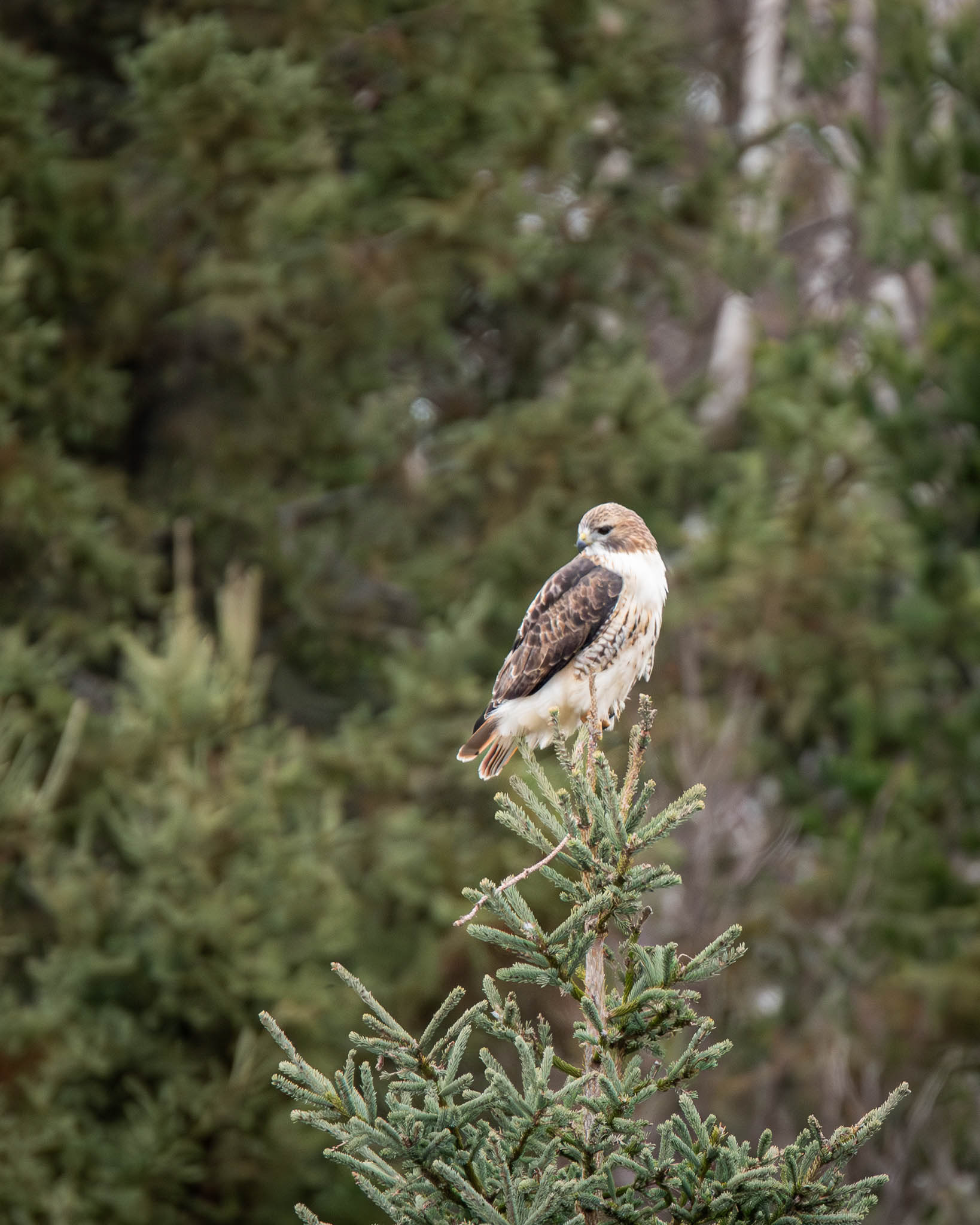 Red-tailed Hawk