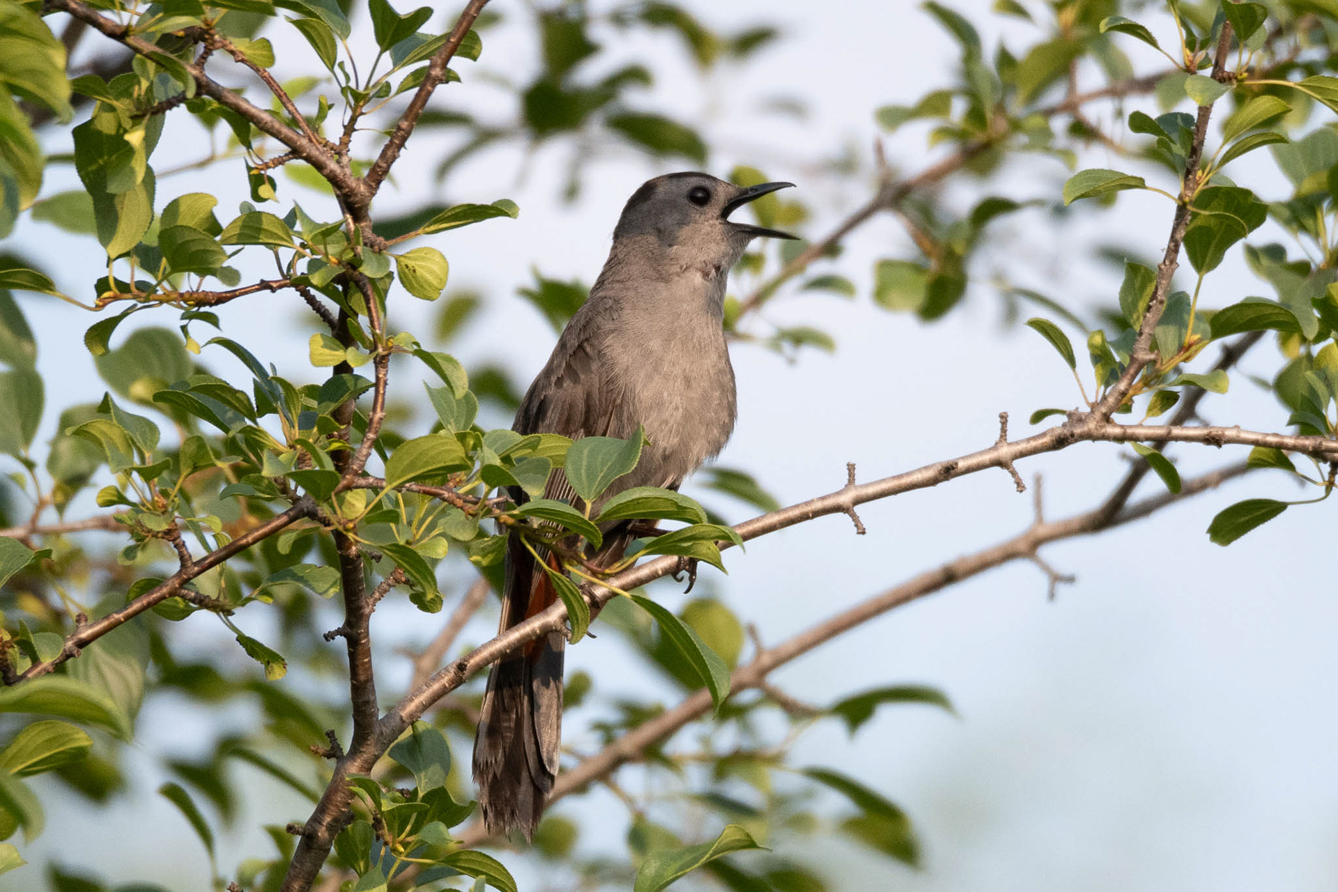 Gray Catbird