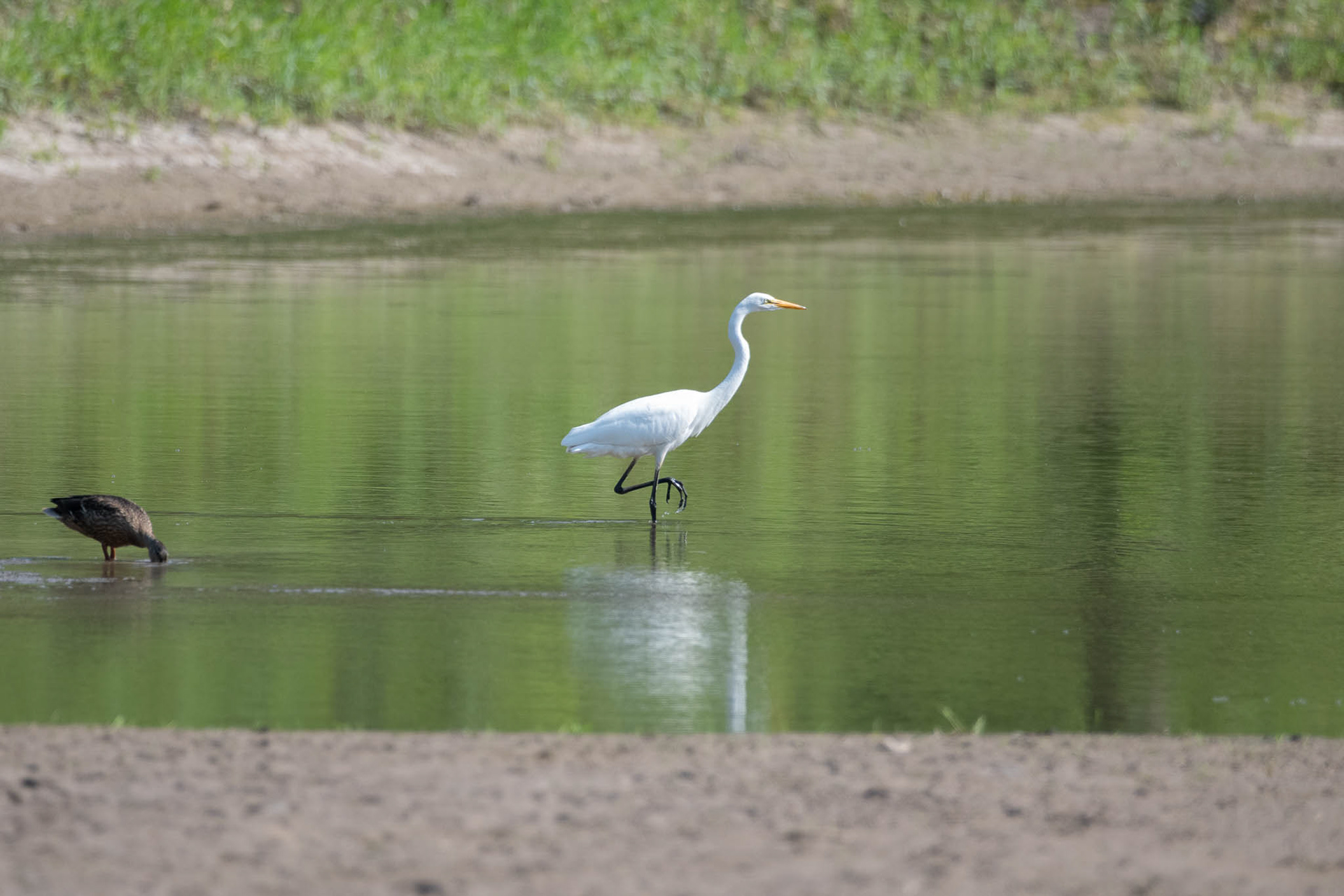 Great Egret