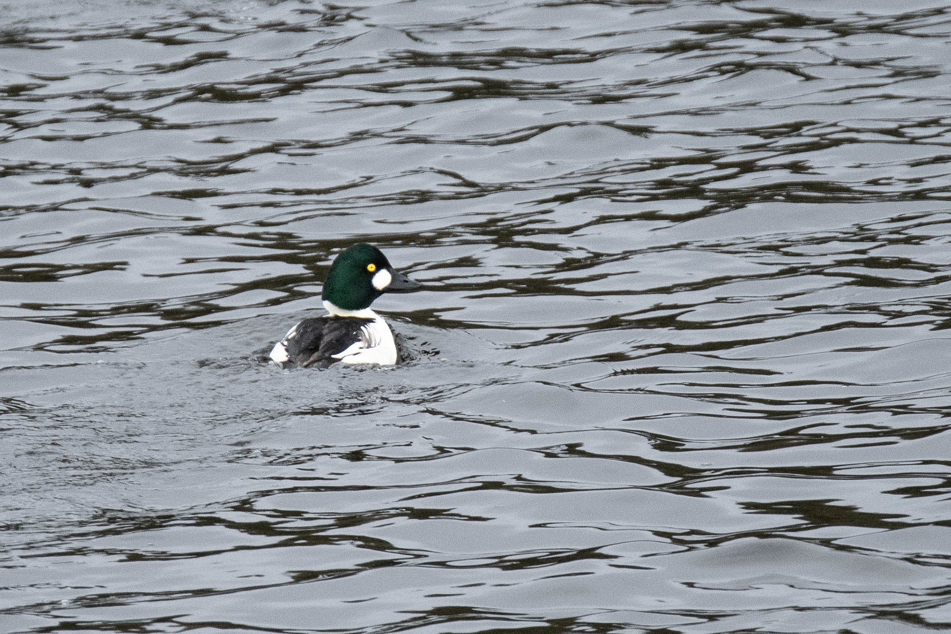 Common Goldeneye