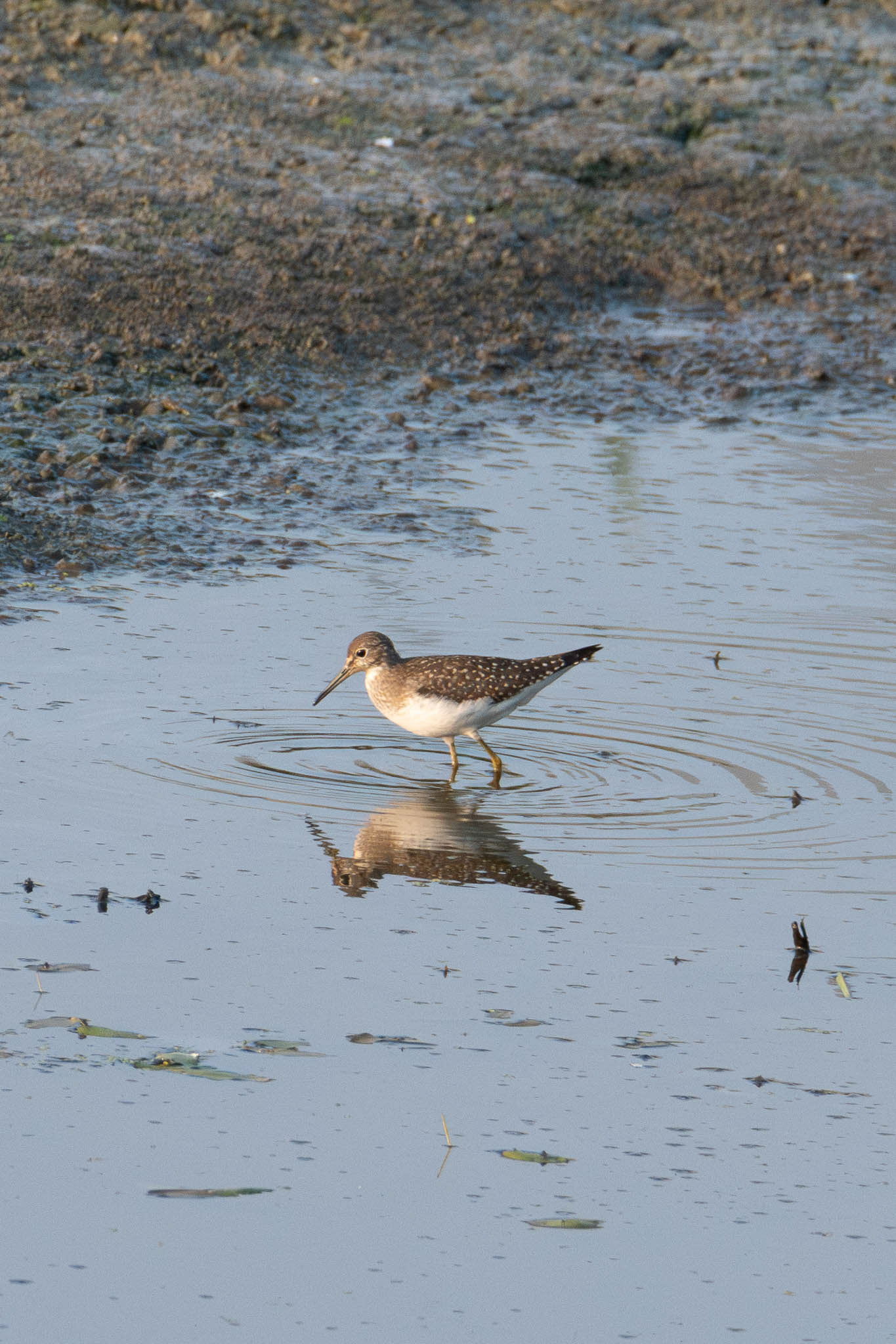 Solitary Sandpiper