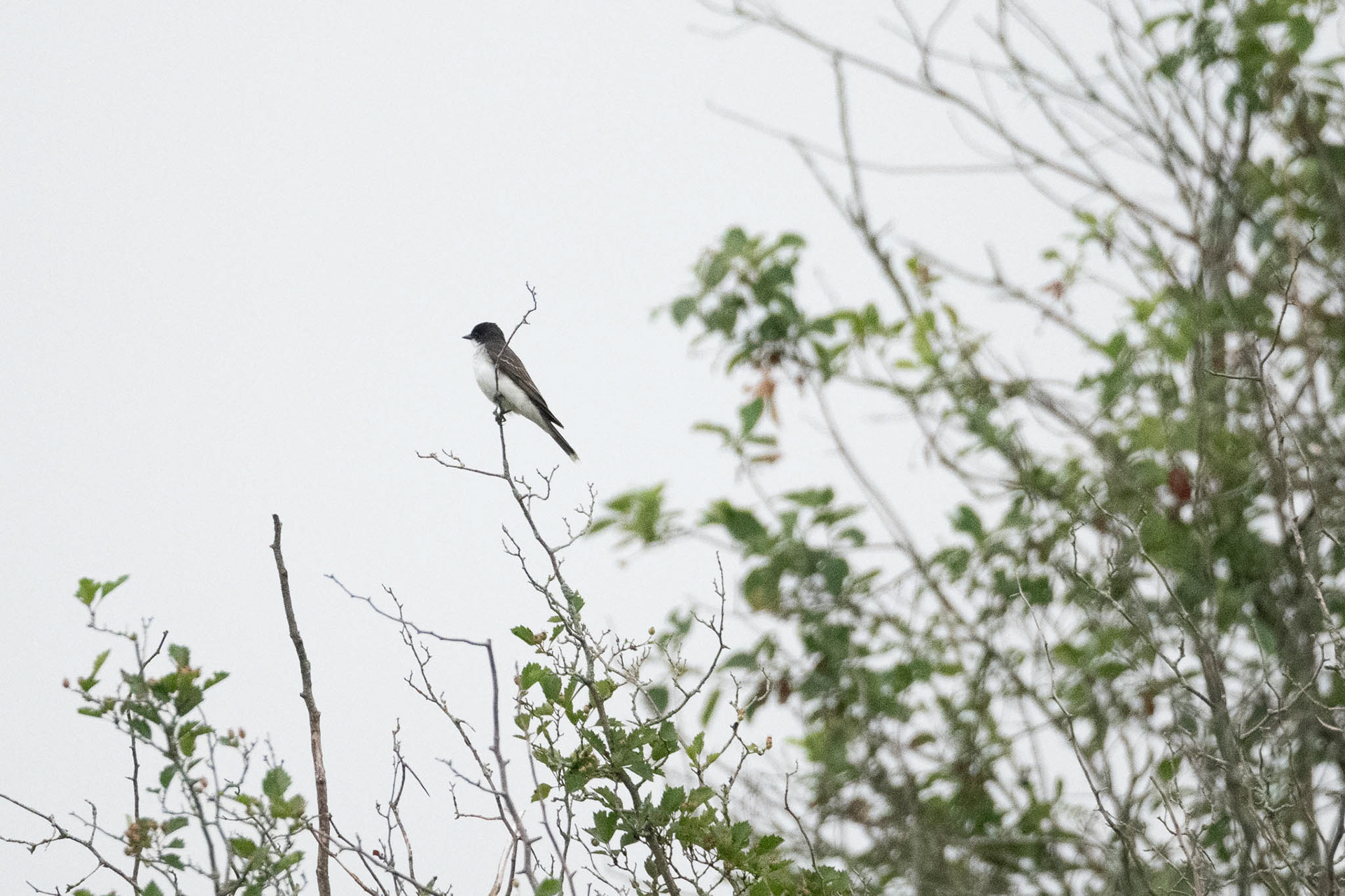 Eastern Kingbird
