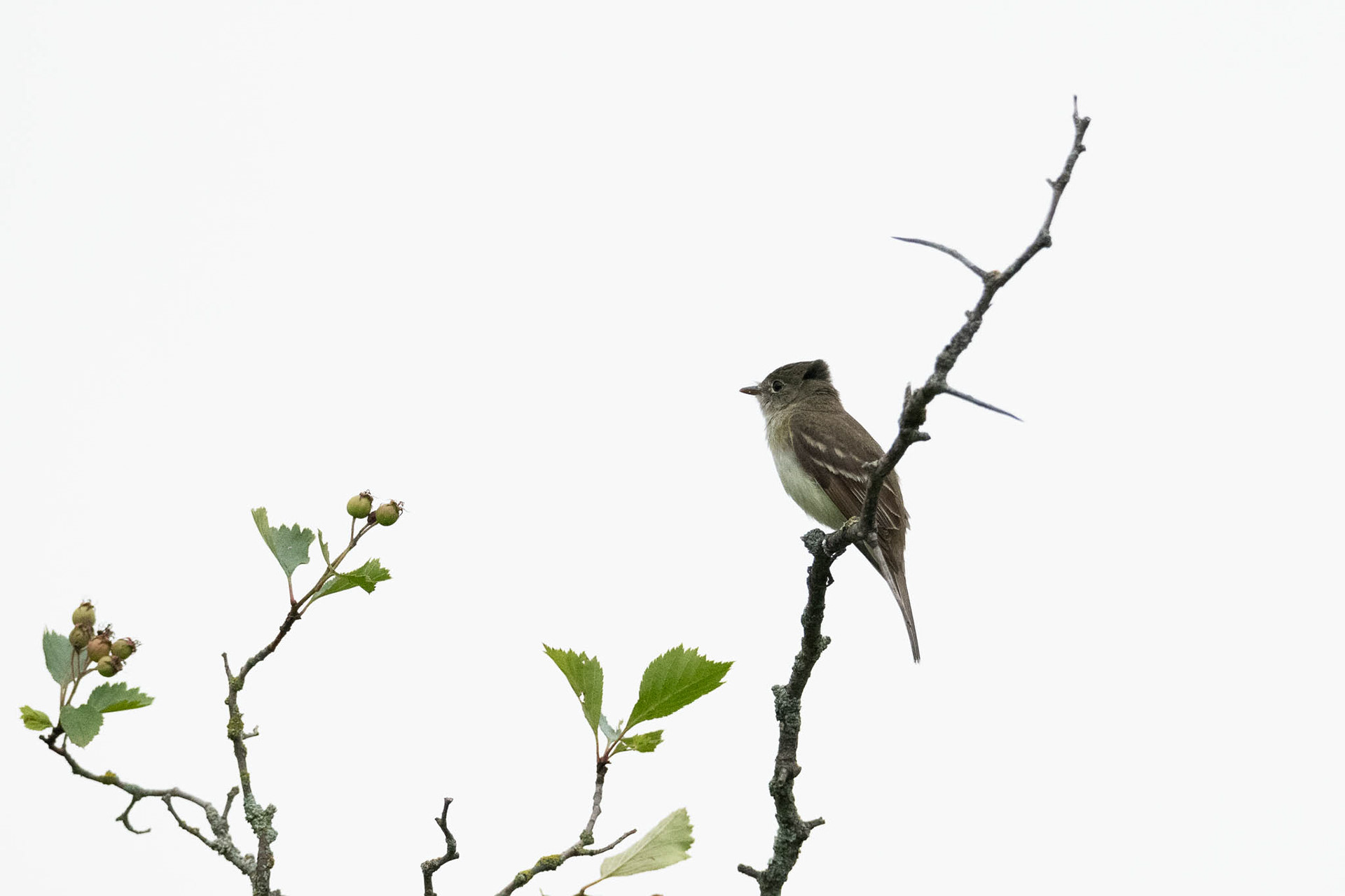 Alder Flycatcher