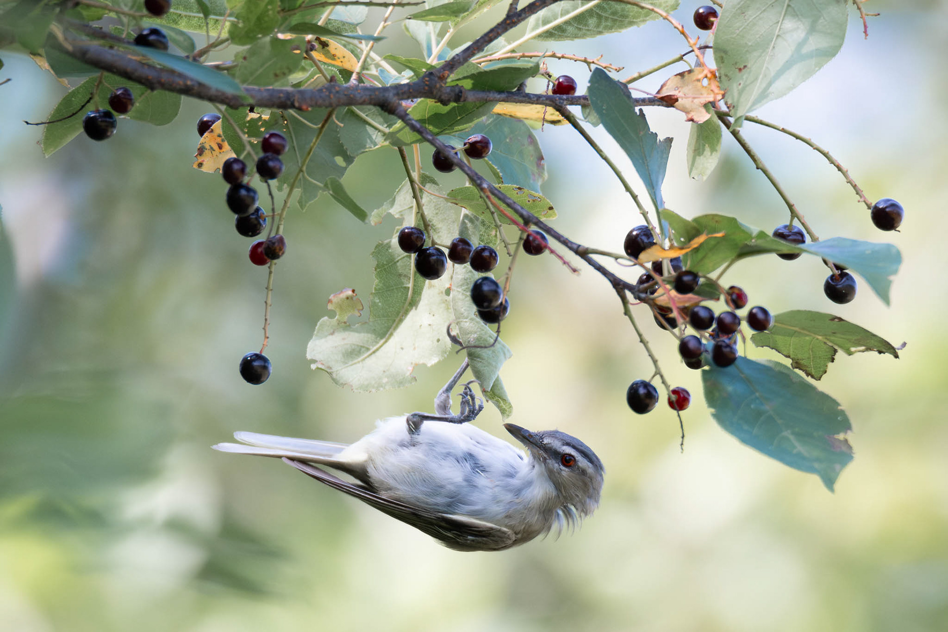 Red-eyed Vireo