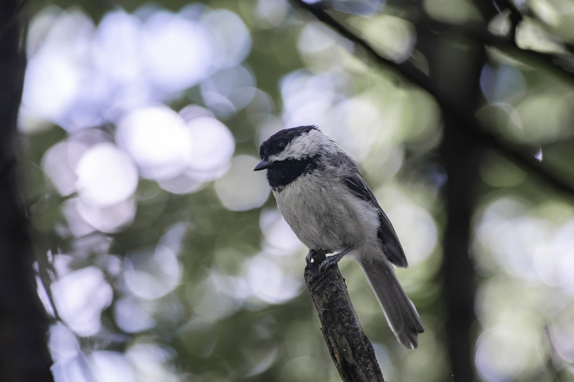 Black-capped Chickadee