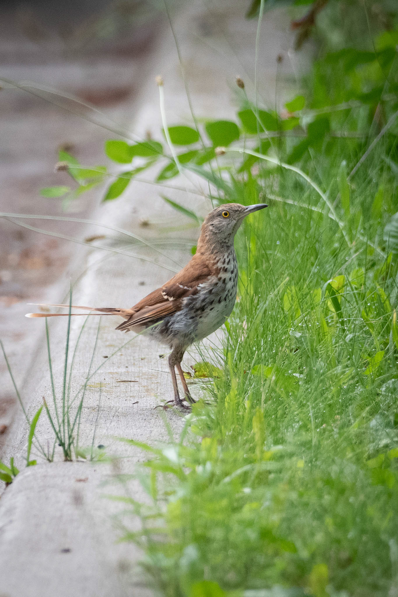 Brown Thrasher