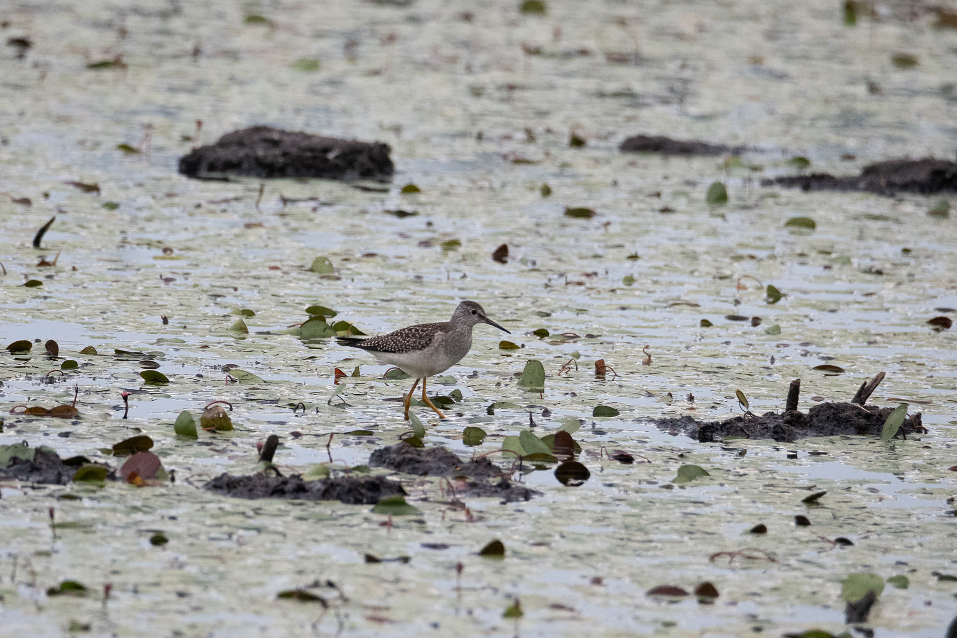 Lesser Yellowlegs