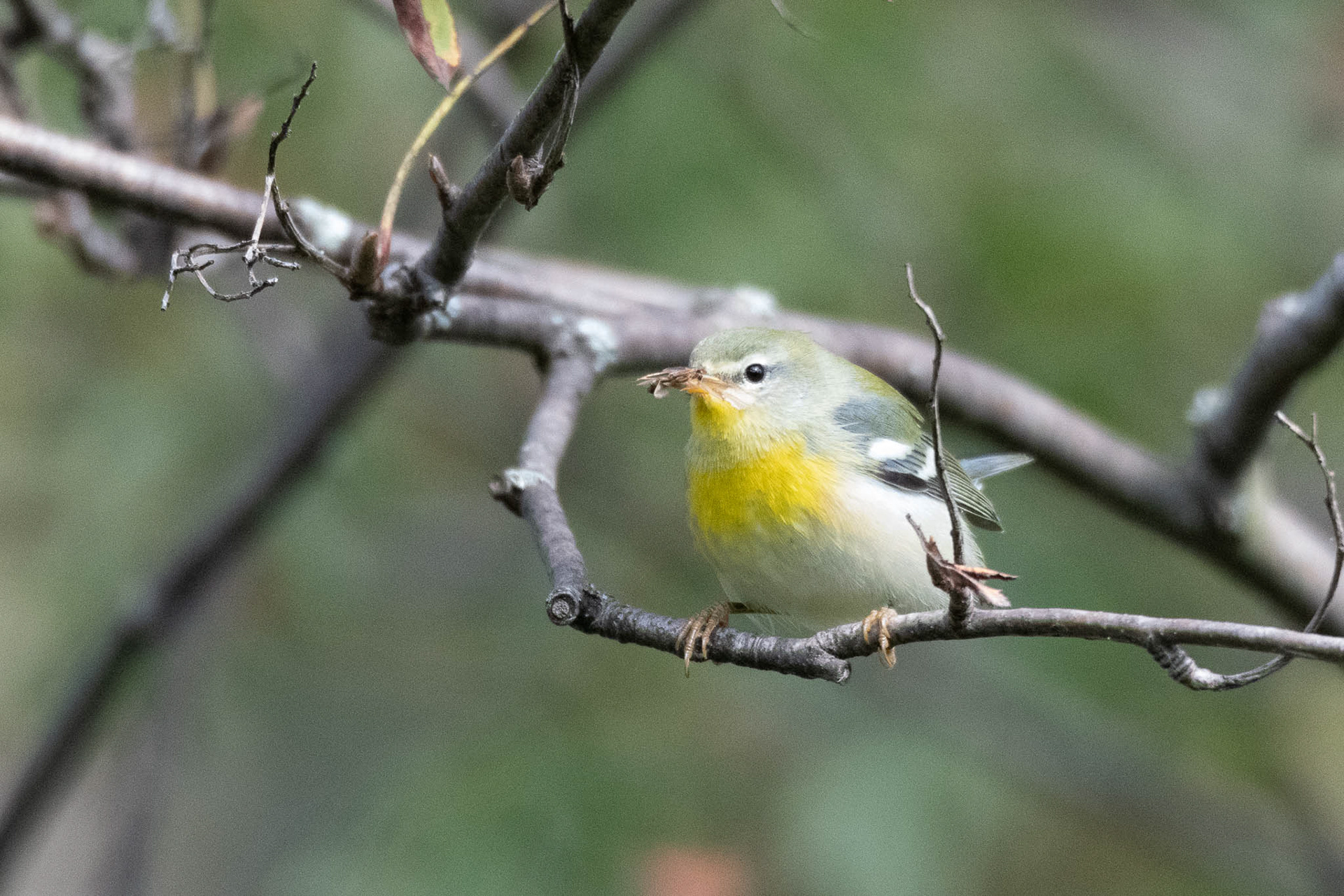 Northern Parula