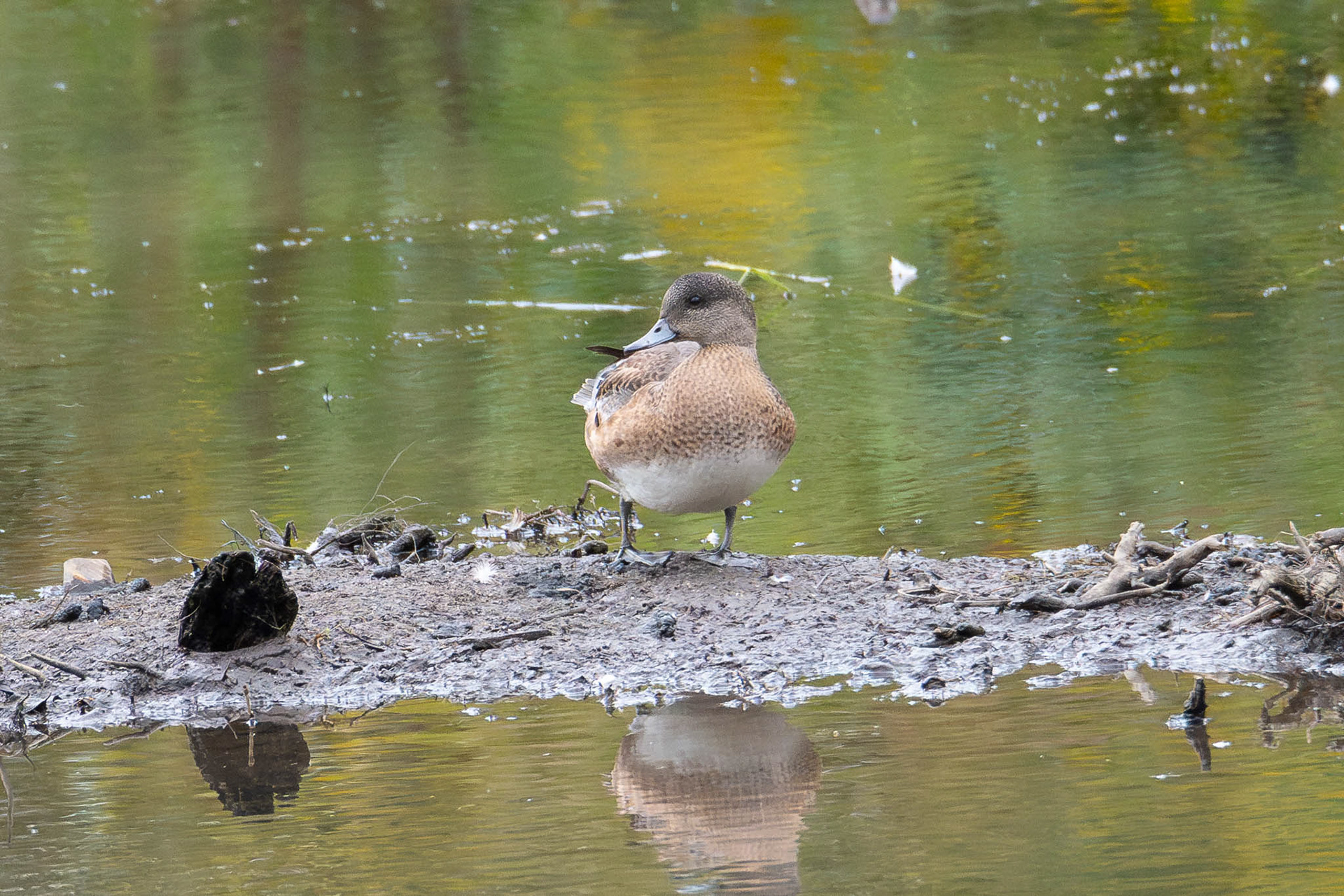 American Widgeon
