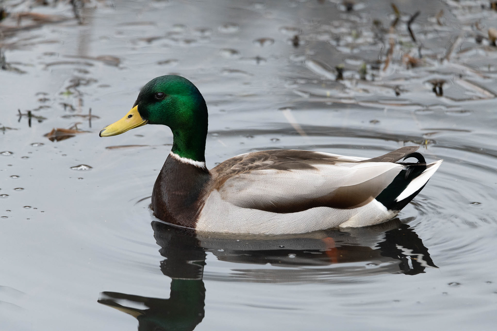 Mallard Duck