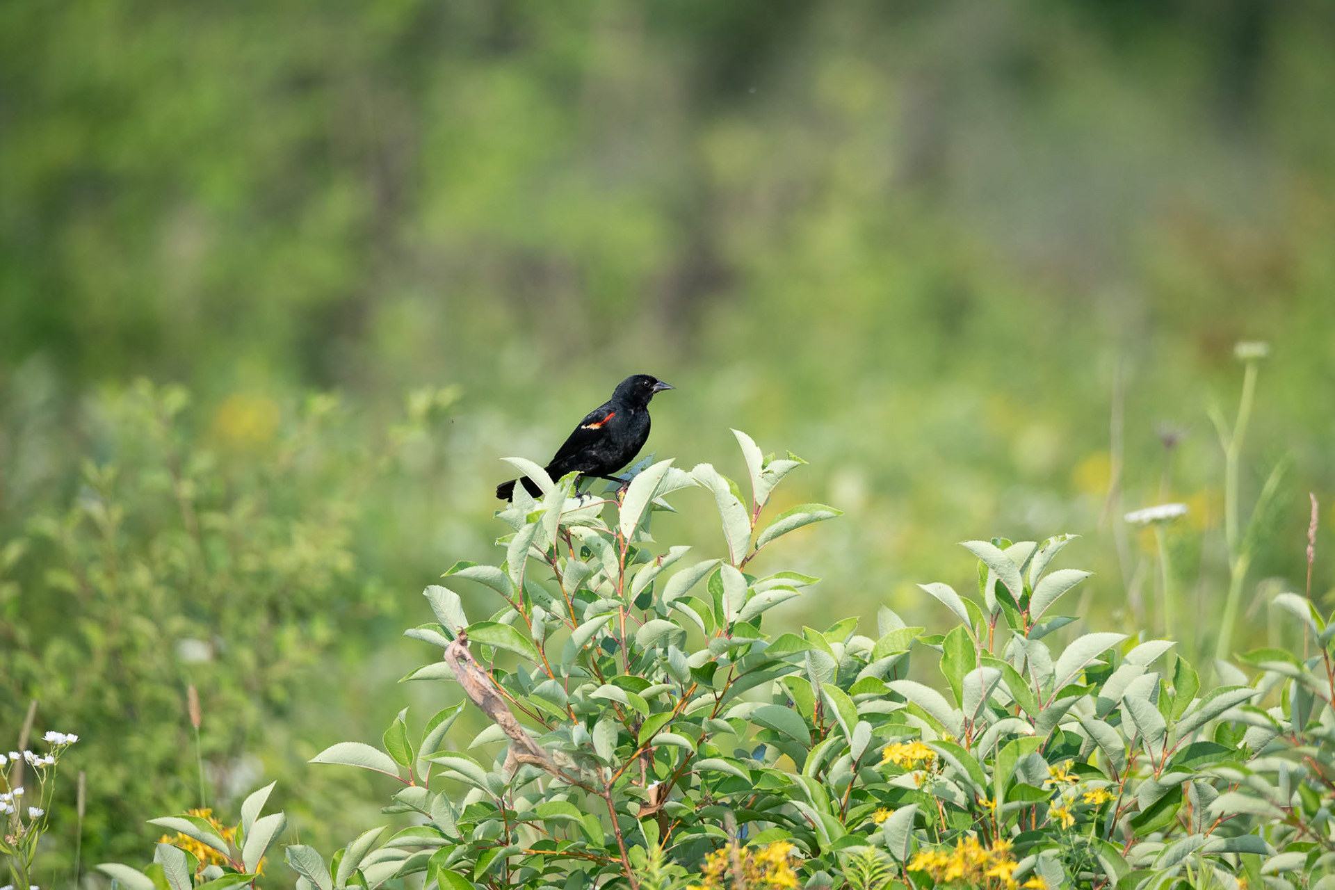 Red-winged Blackbird