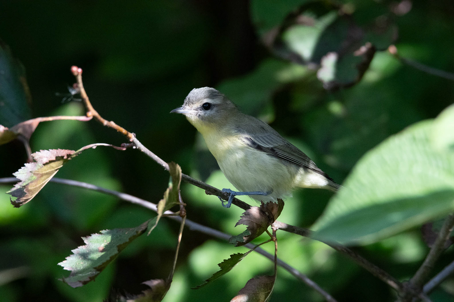 Philadelphia Vireo