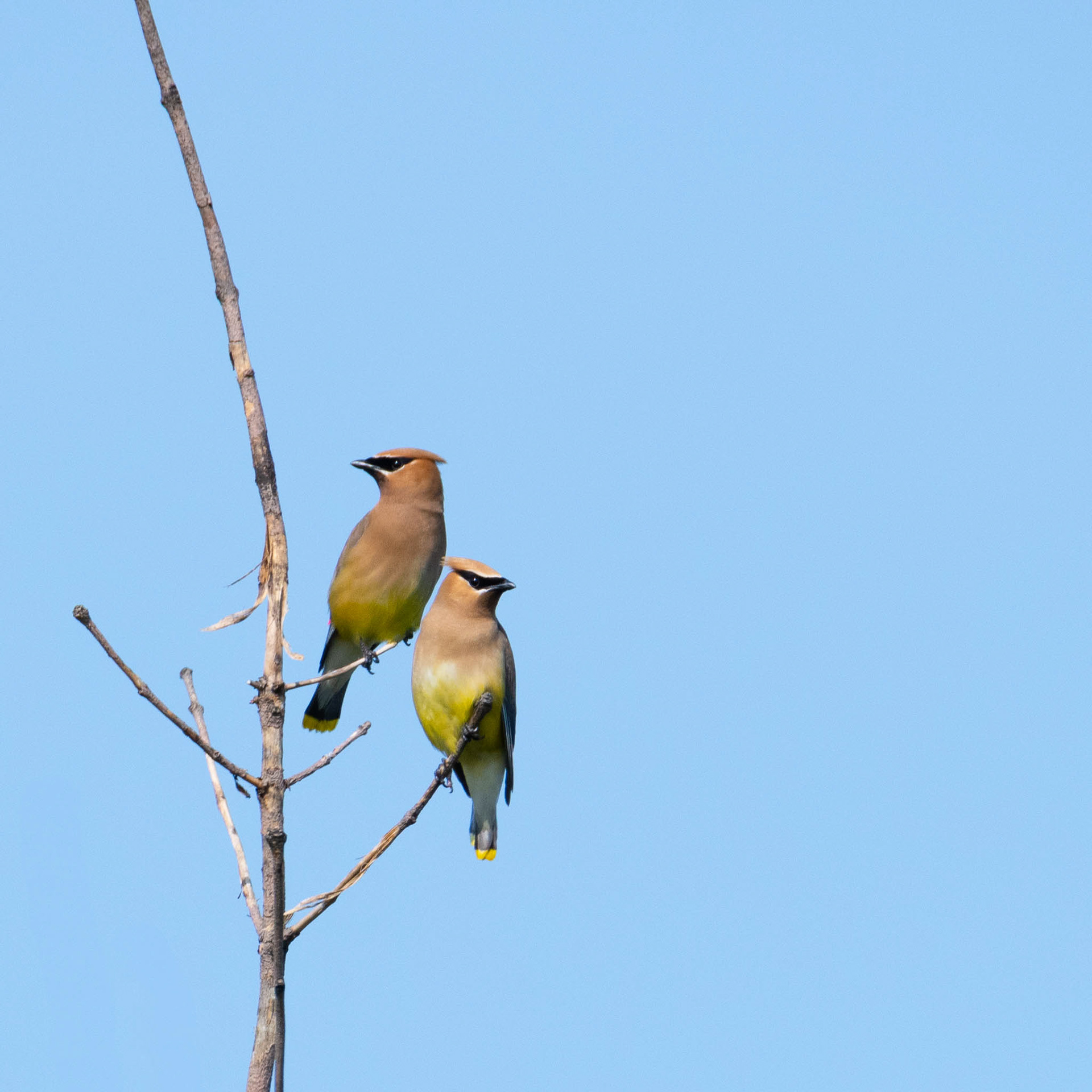 Cedar Waxwing