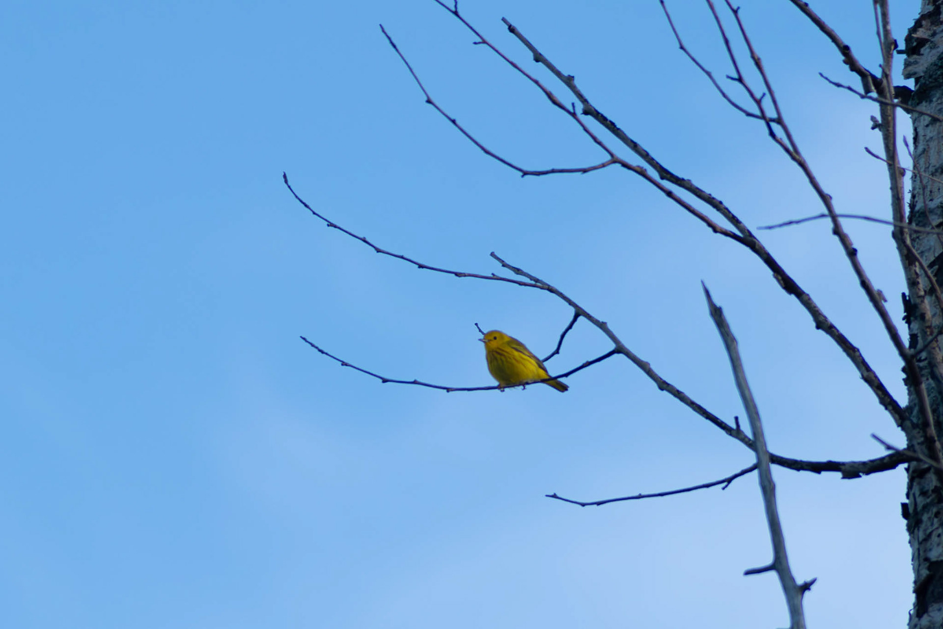 Yellow Warbler
