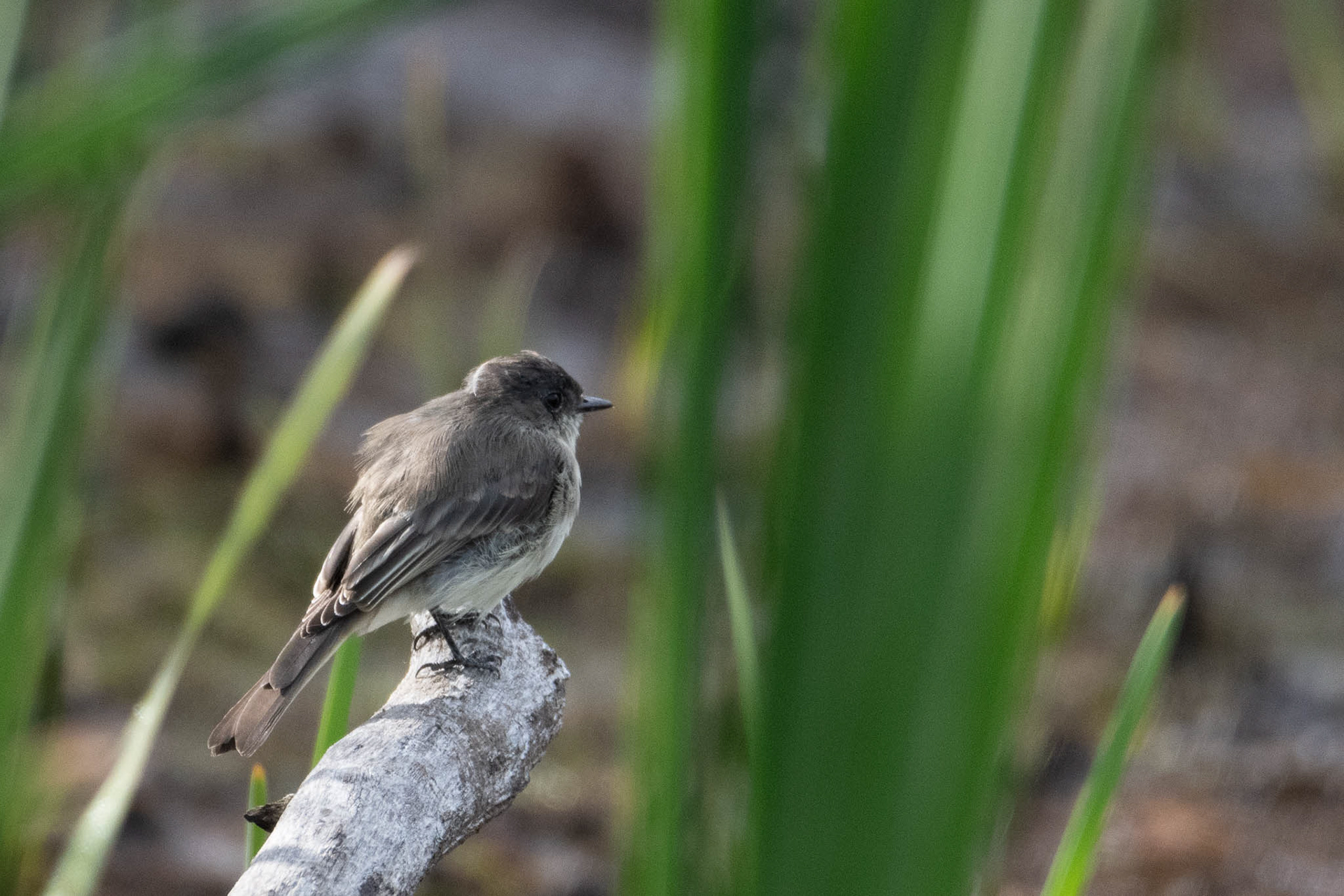 Eastern Pheobe