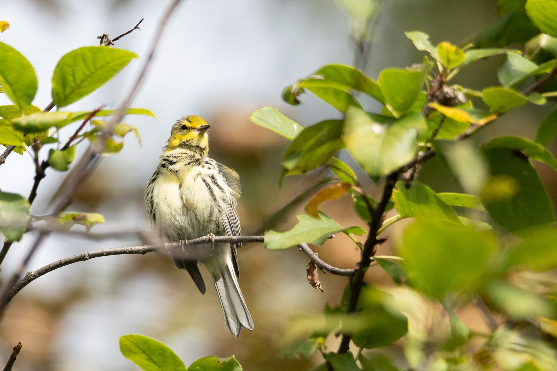Black-throated Green Warbler