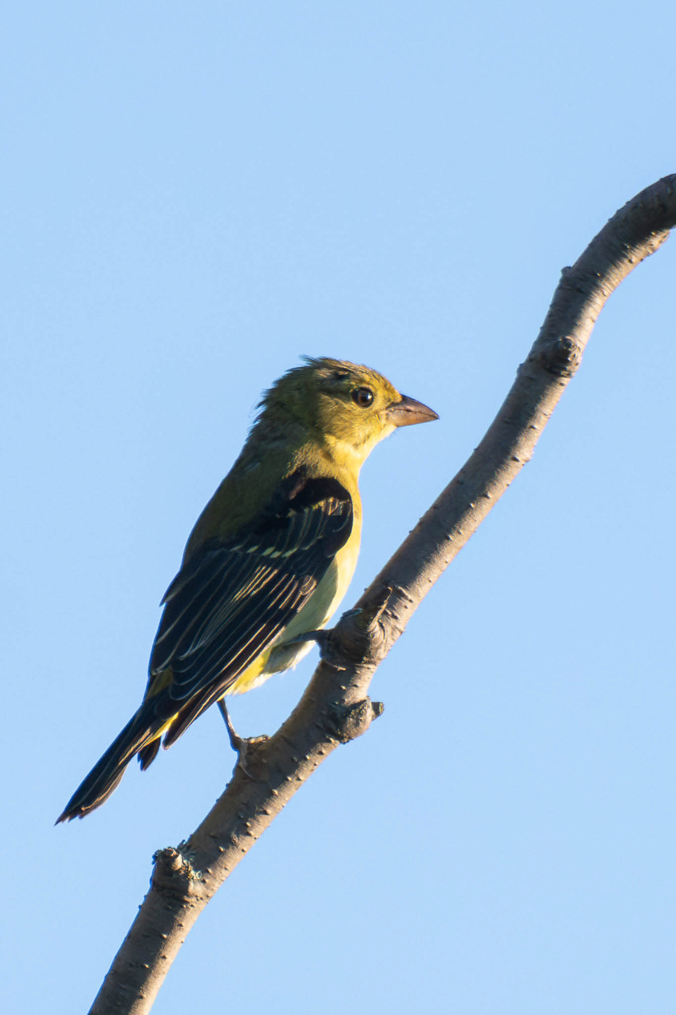Scarlet Tanager (non-breeding)