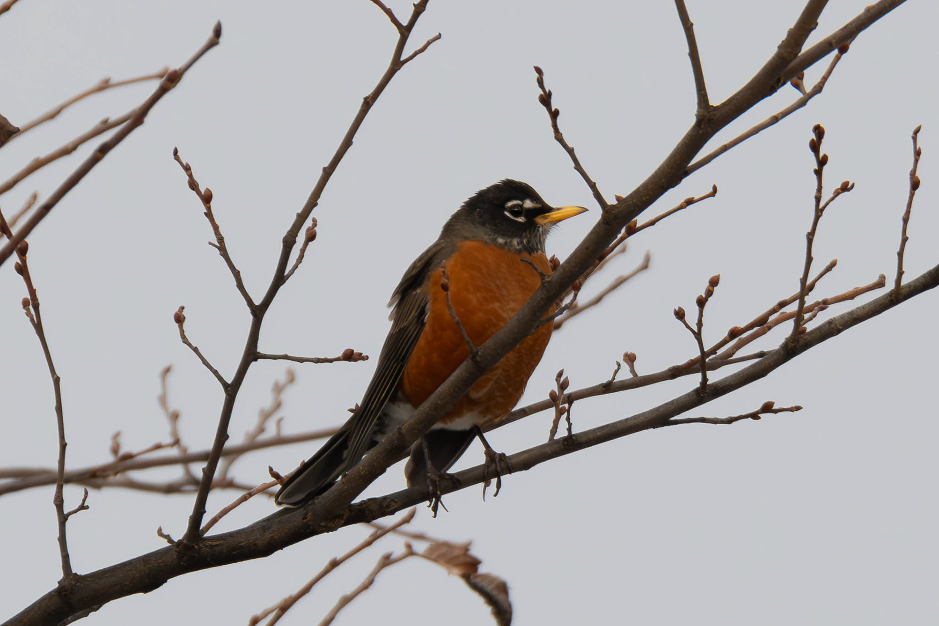 American Robin