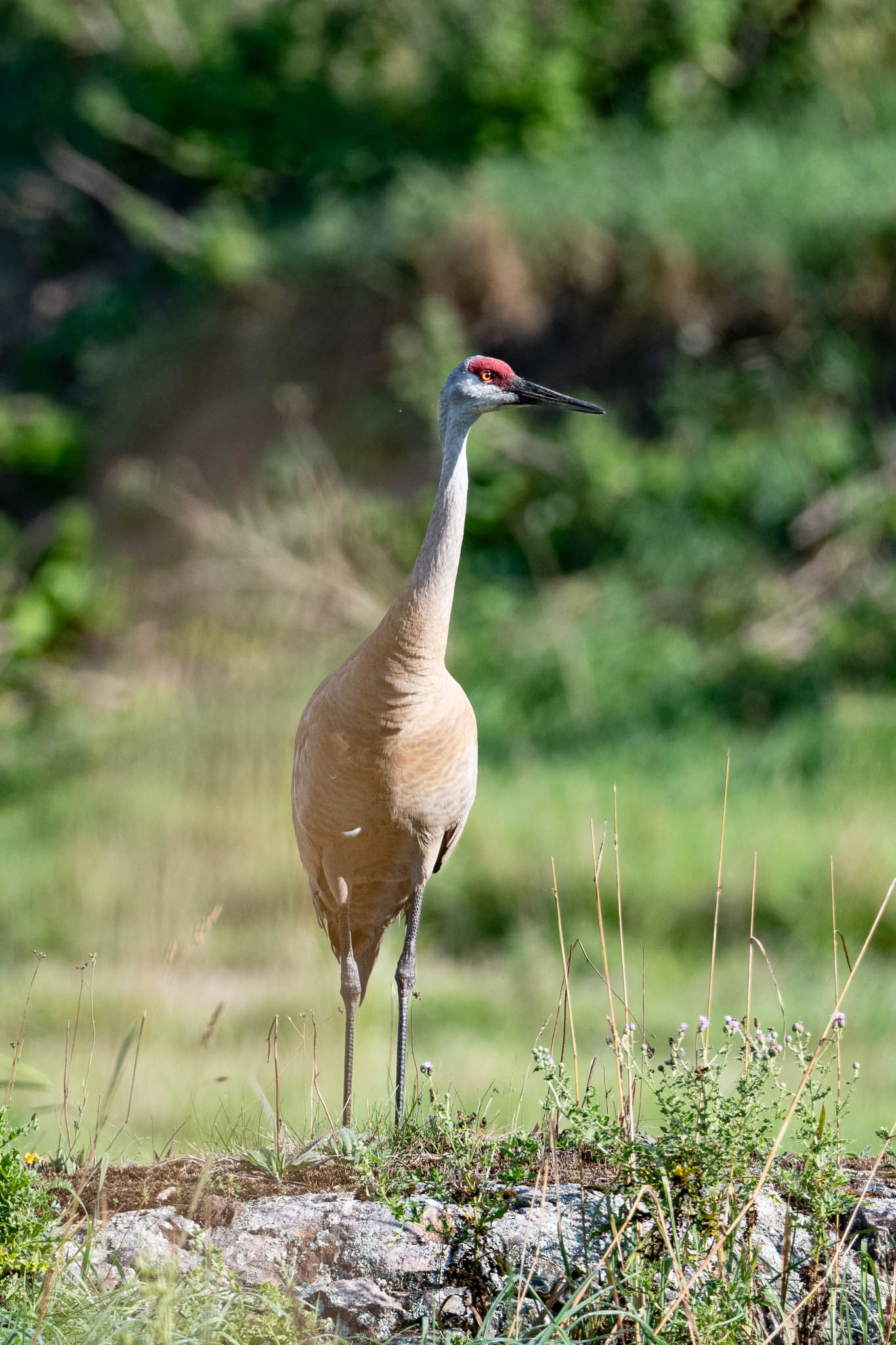 Sandhill Crane