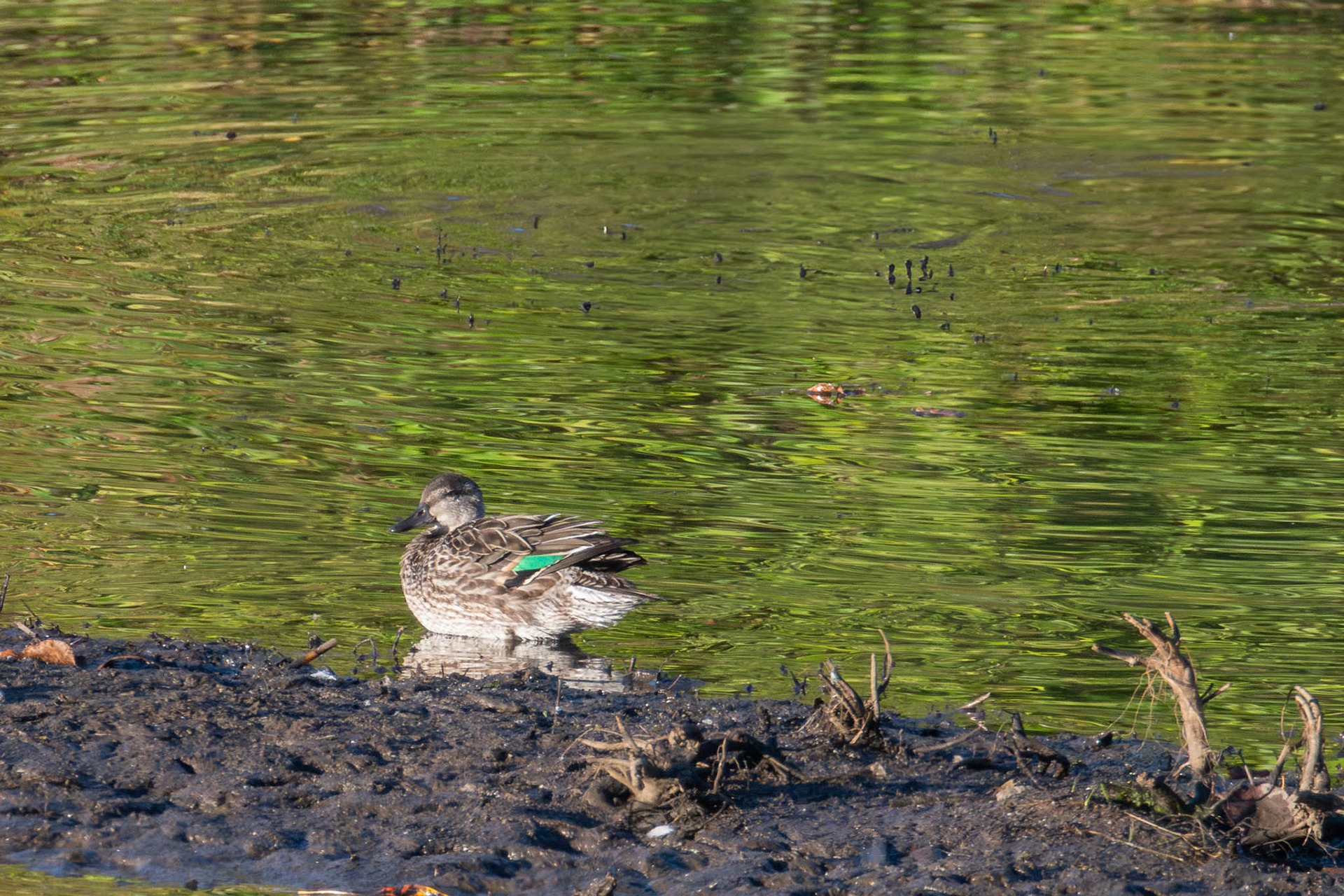 Green-winged Teal