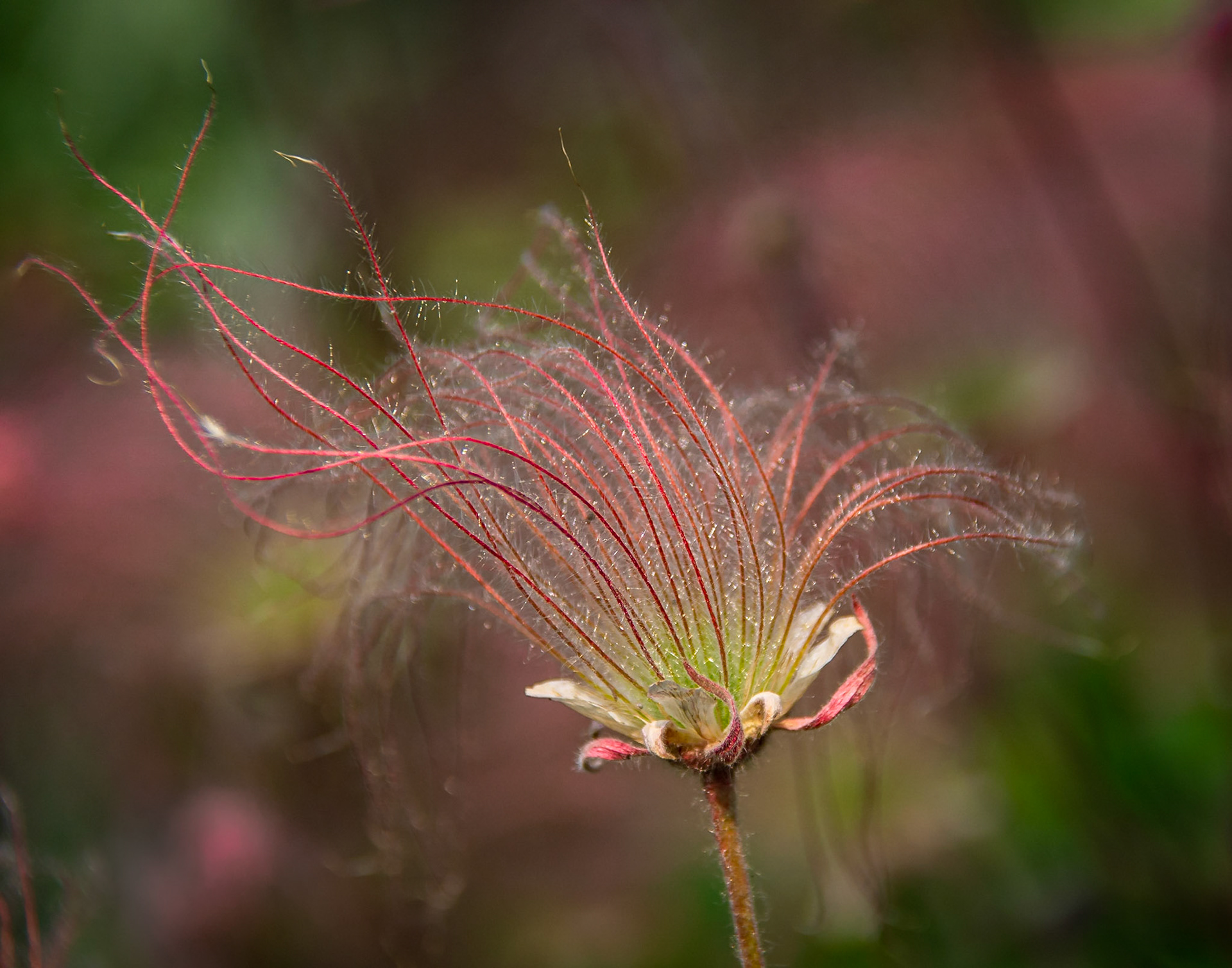 Prairie Smoke Flower - Anchorage, Alaska