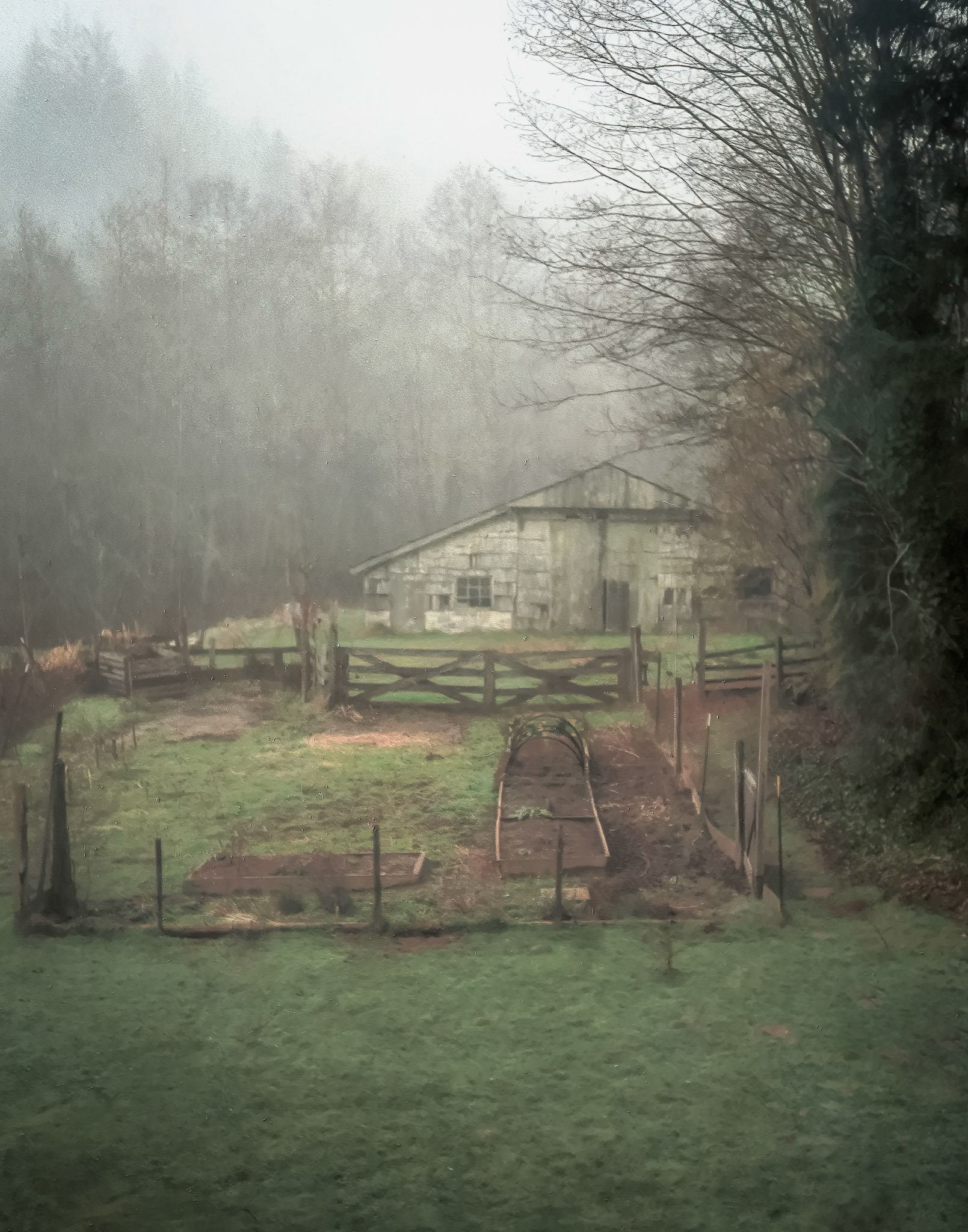 Foggy Farm - Western Washington