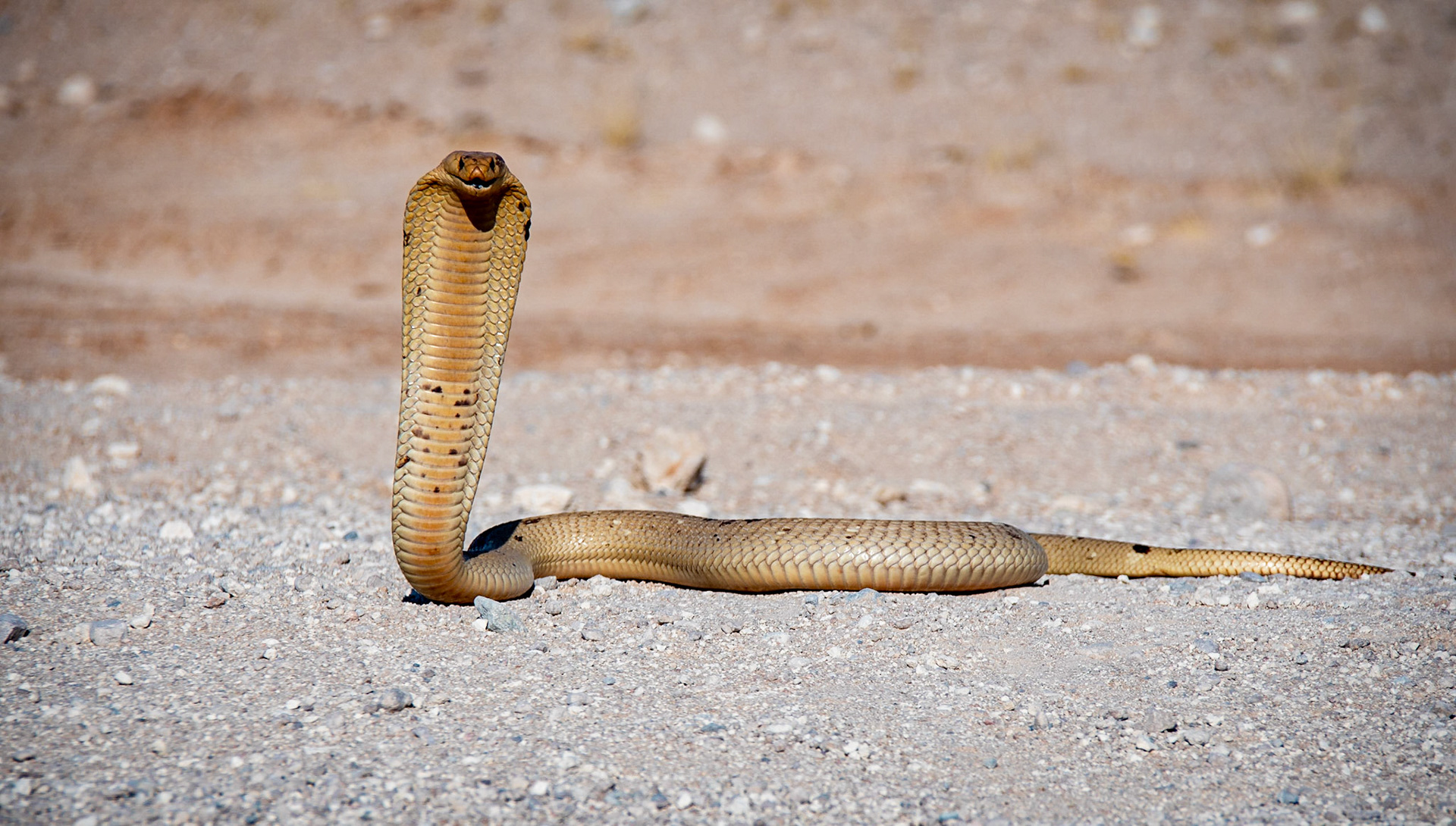 Cape Cobra - Namibia