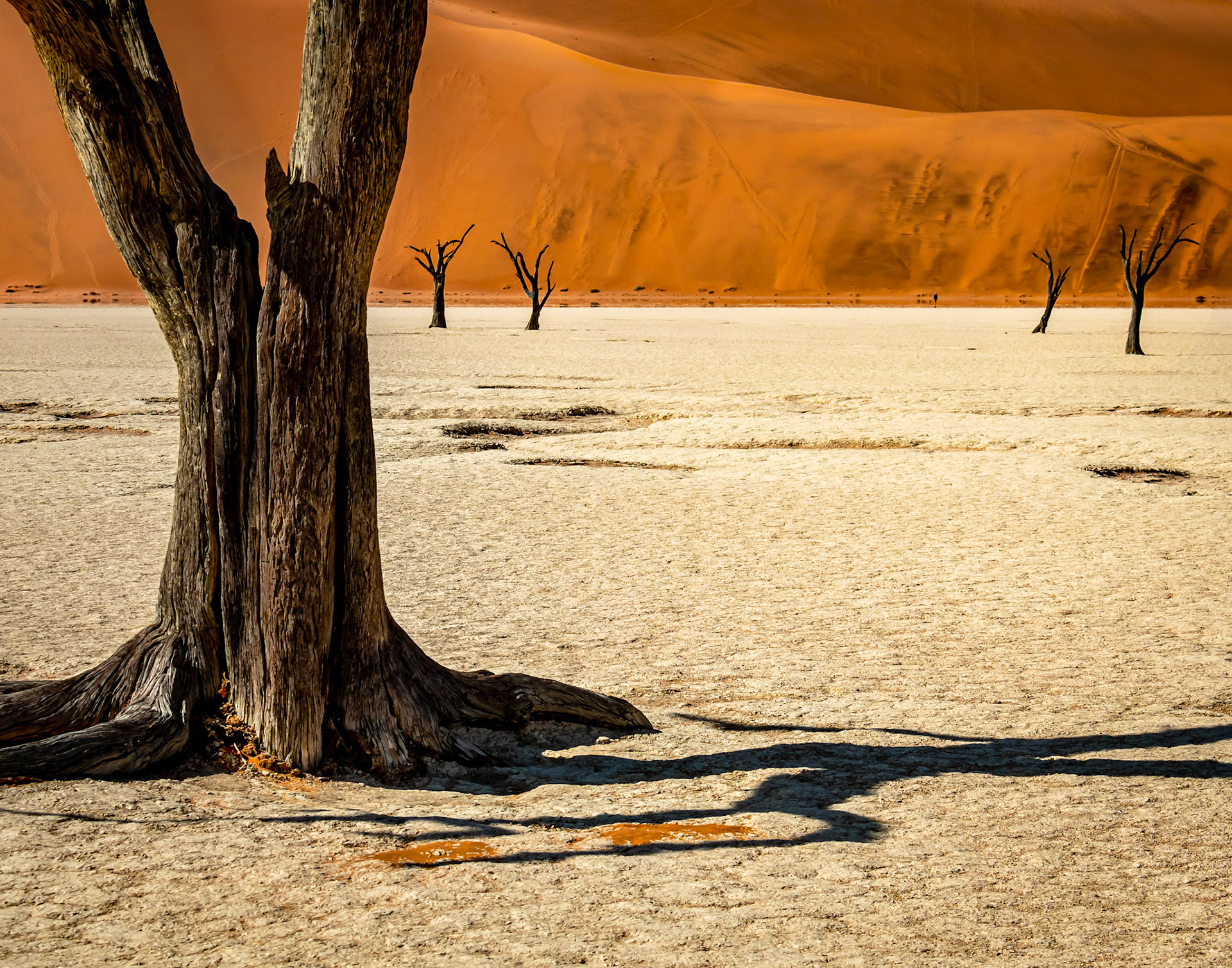 San Diego Fair International Photo Exhibition - Honorable Mention