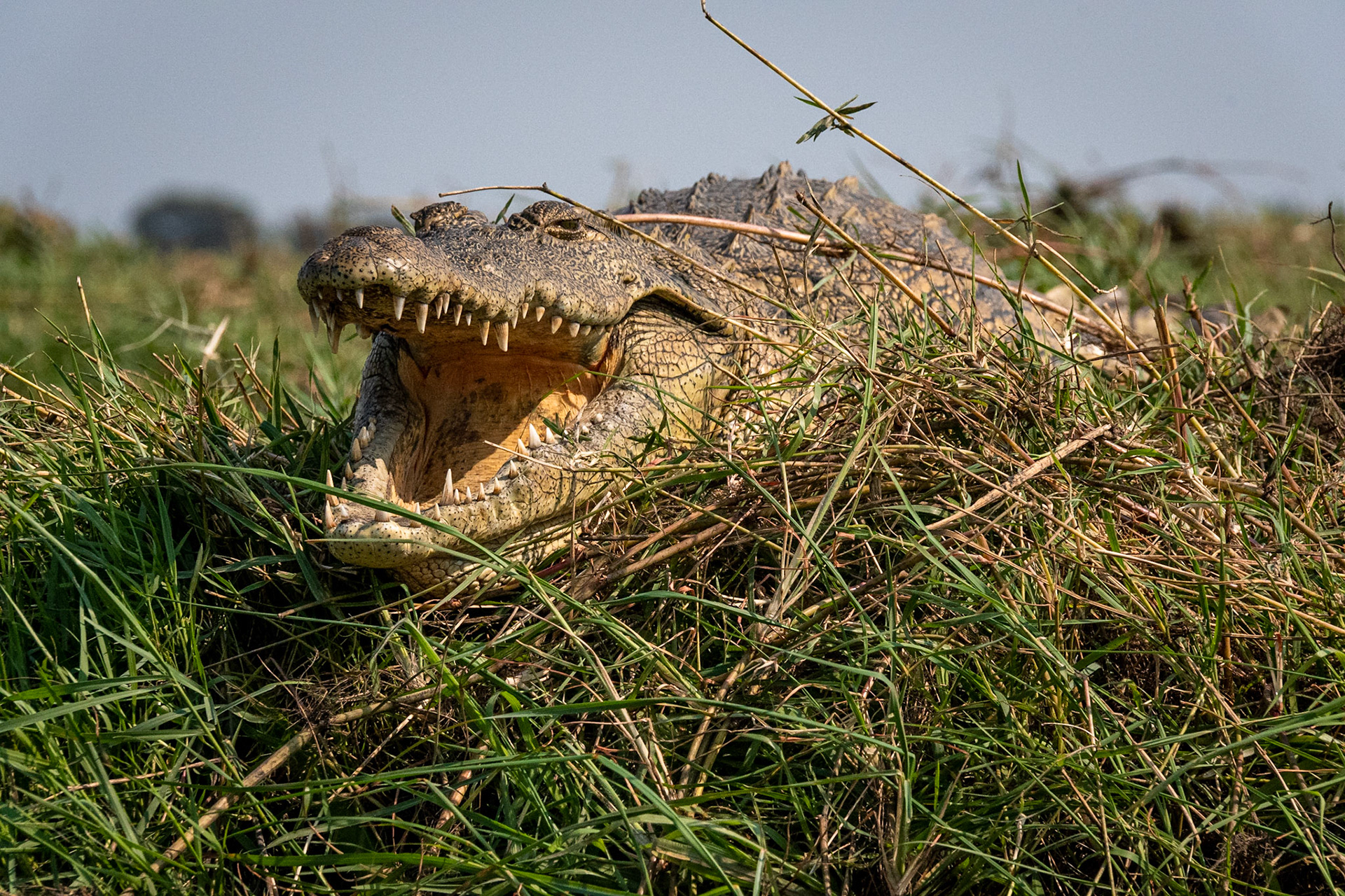 West Nile Crocodile, Chobe River, Botswana