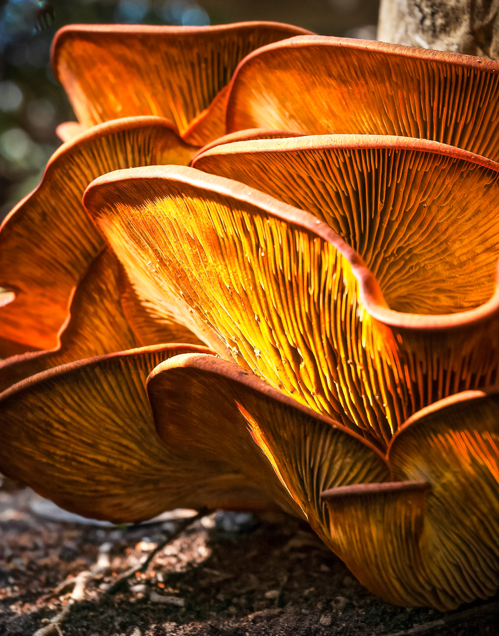 Golden Fungus - San Diego CA