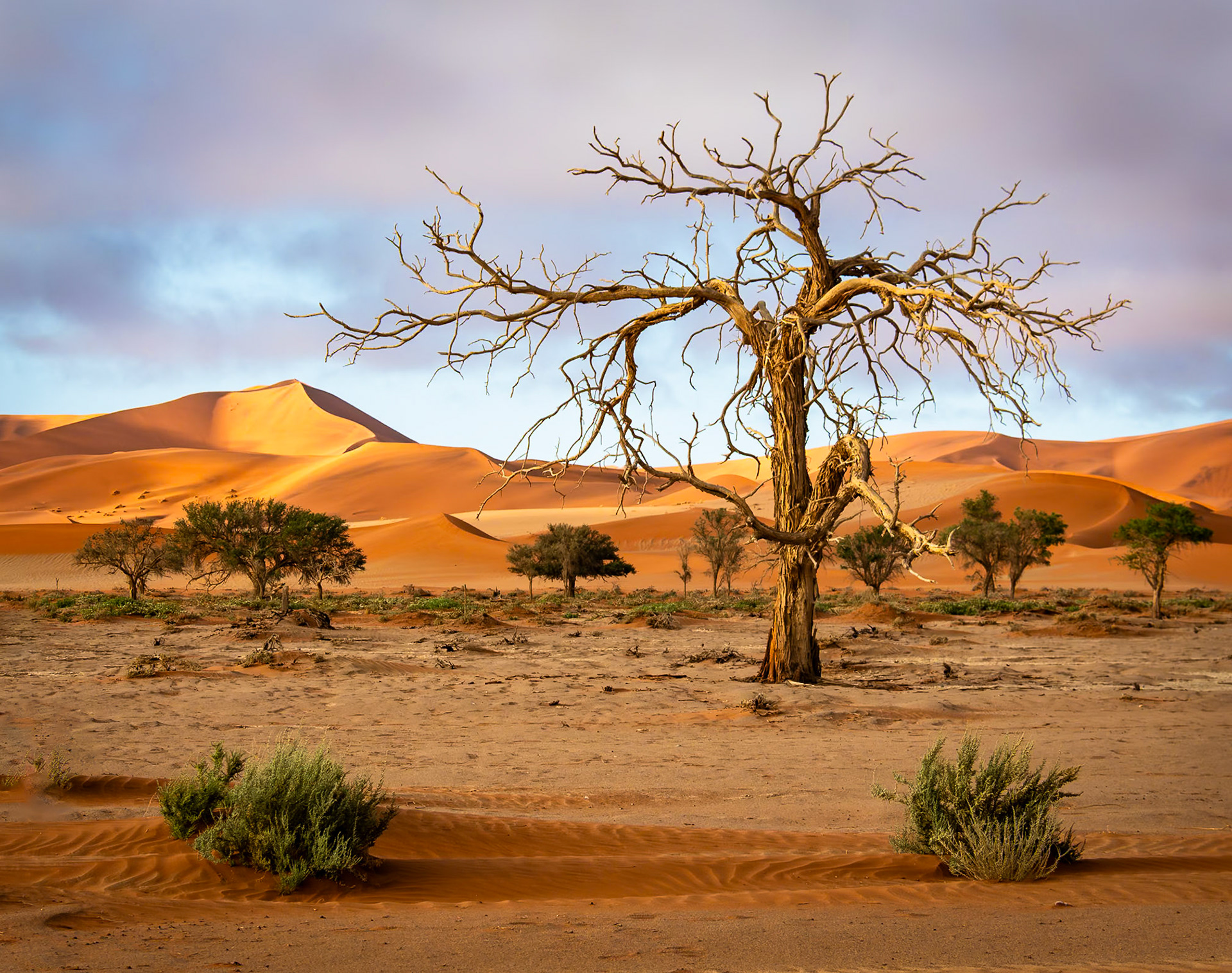 San Diego Fair International Photo Exhibition - Honorable Mention, Trees; Fallbrook CC Special Award - SD Fair; FCC First Place - Nature; SCACC Honorable Mention
