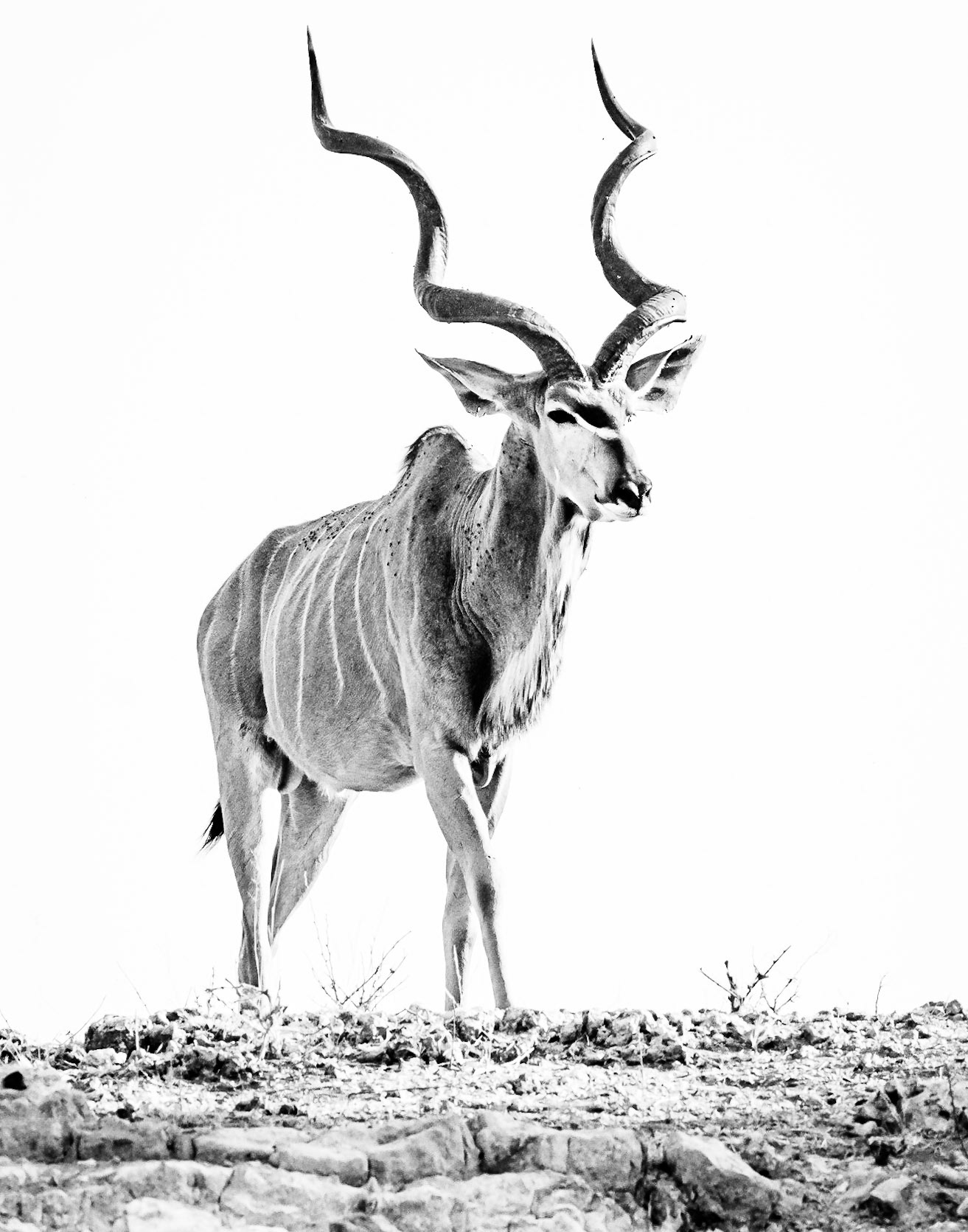 Kudu - Botswana
