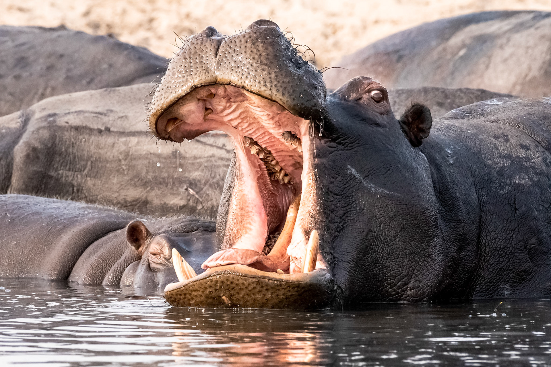 Hippopotamus - Chobe River, Botswana