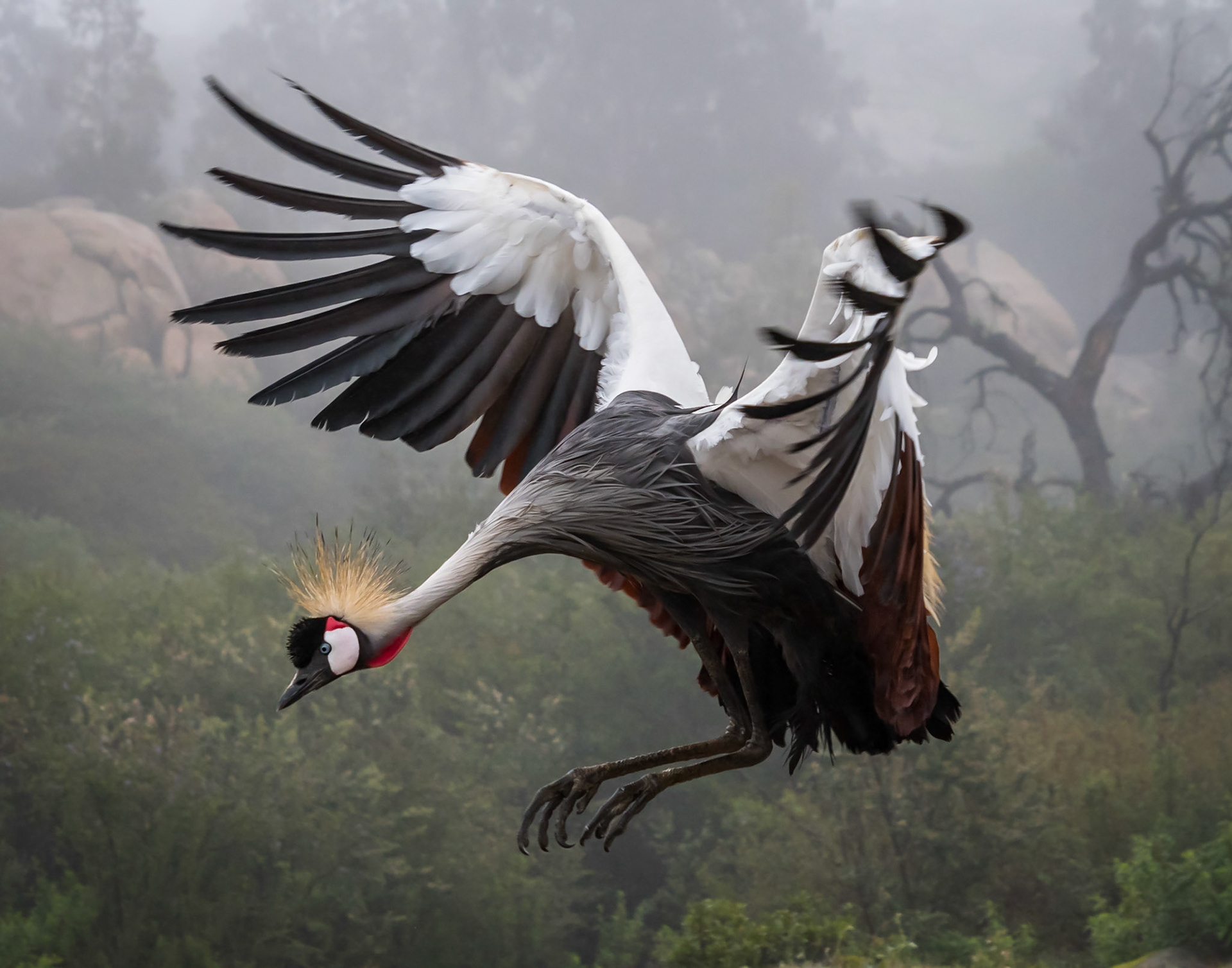 SD Fair Photo Exhibit Honorable Mention - Birds, Darkroomers Year-end 1st place
