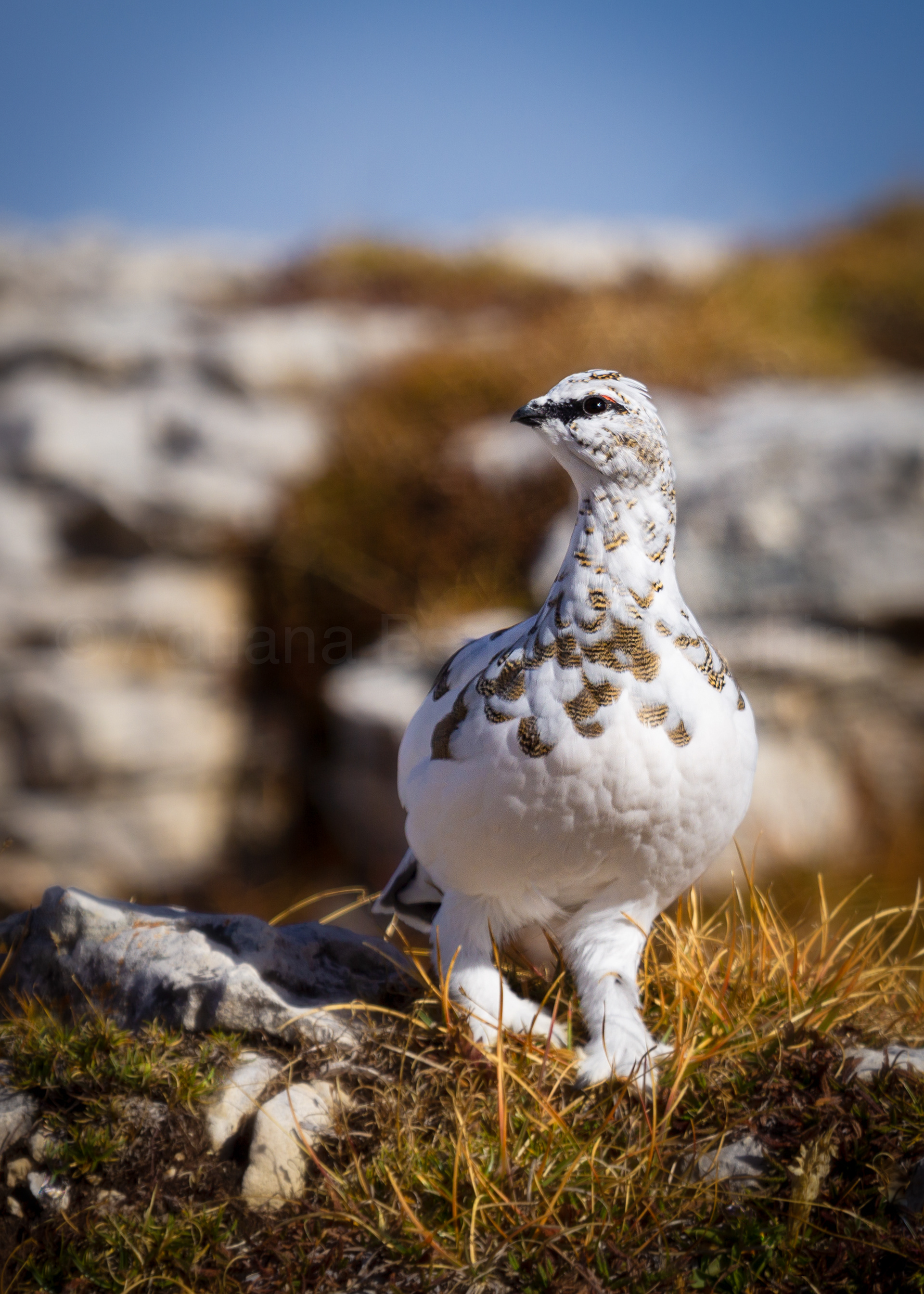White tailed ptarmigan.