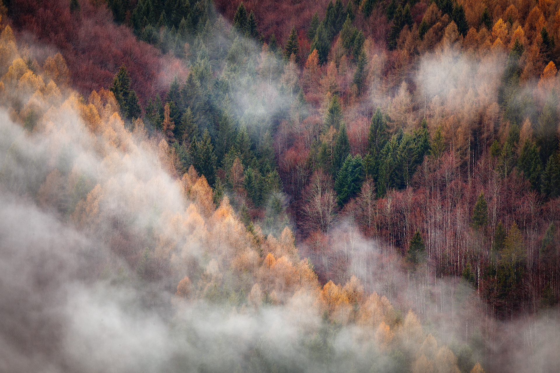 Mixed forest on the Highlands of Asiago.
