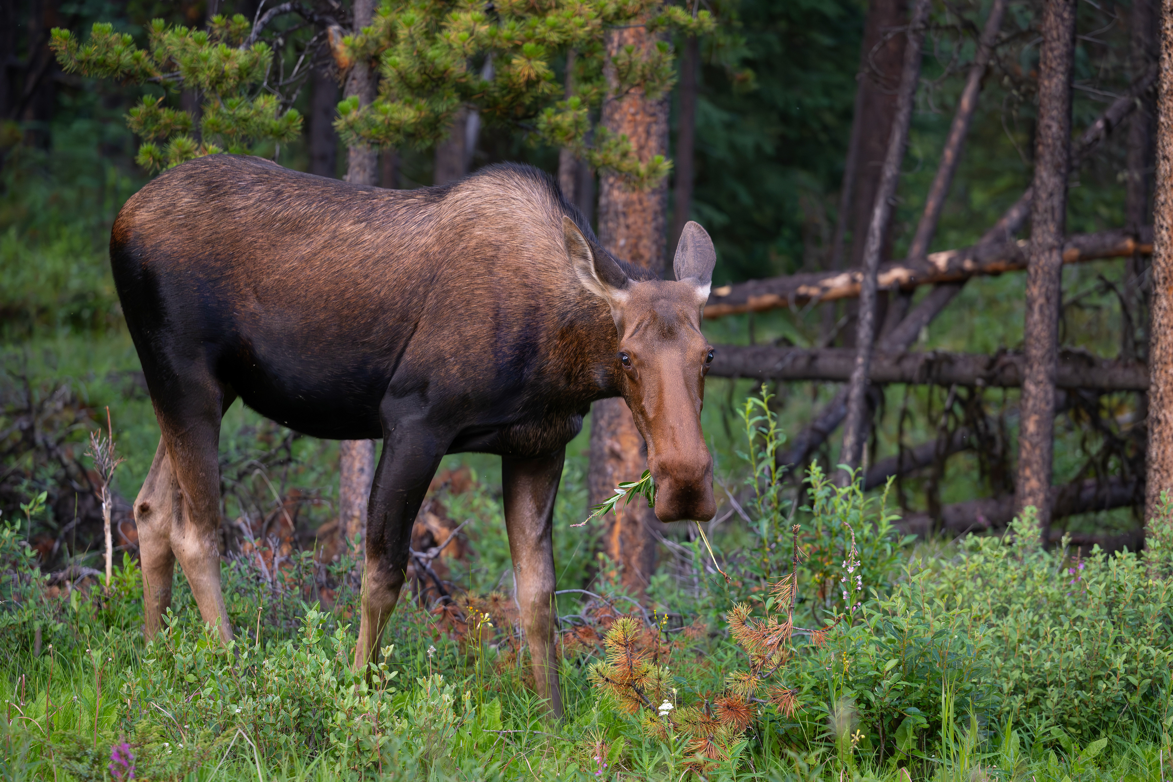 Elchkuh,  Jasper Nationalpark 2025